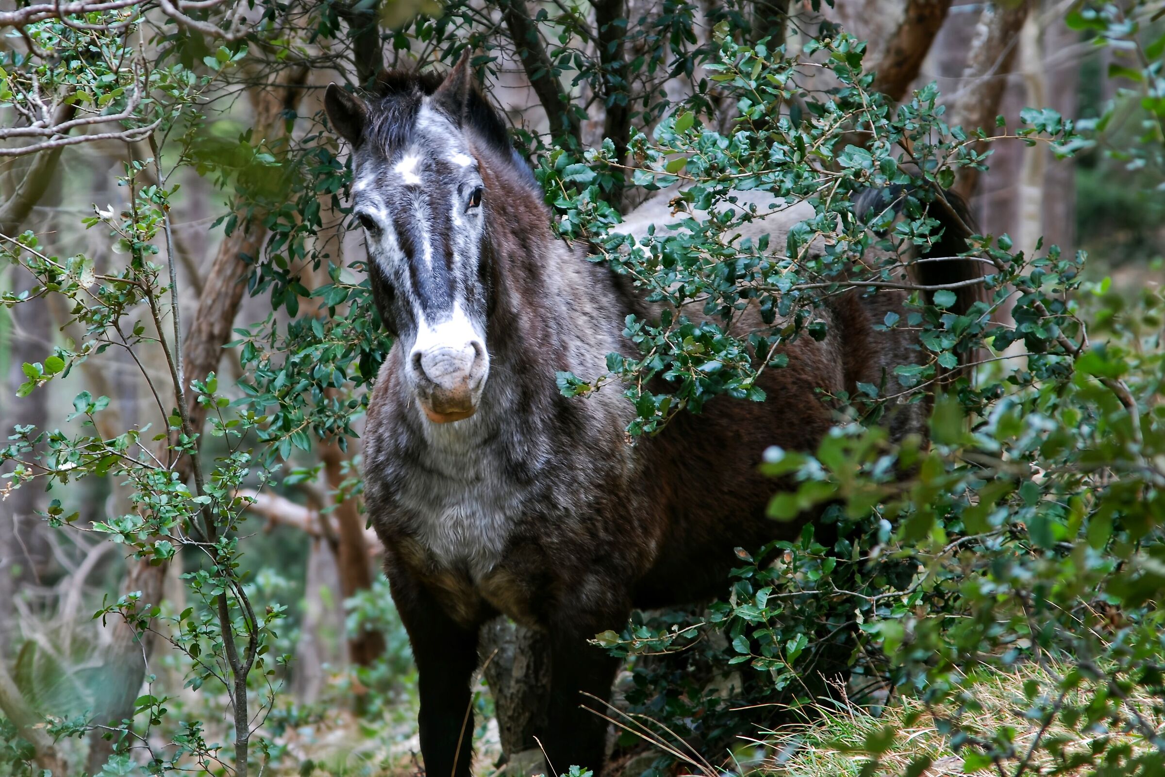 Cavallo nel bosco