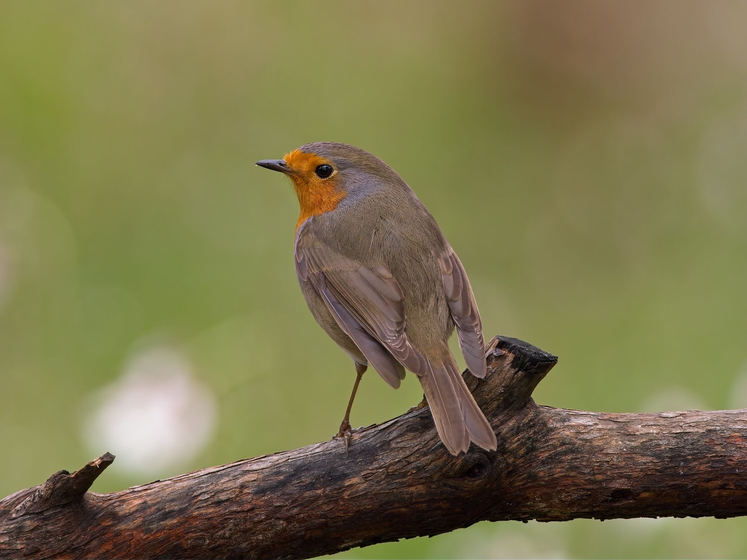 Sorry for the shoulders