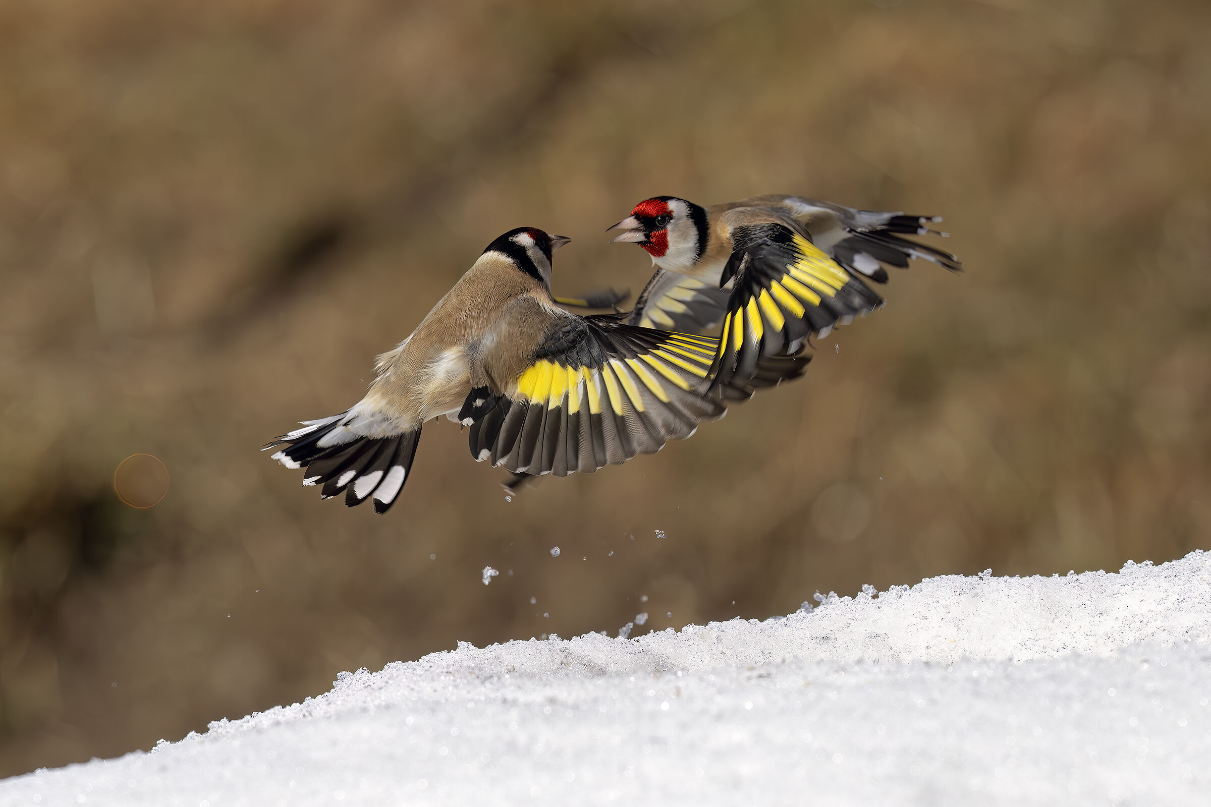 Quarrelsome goldfinches