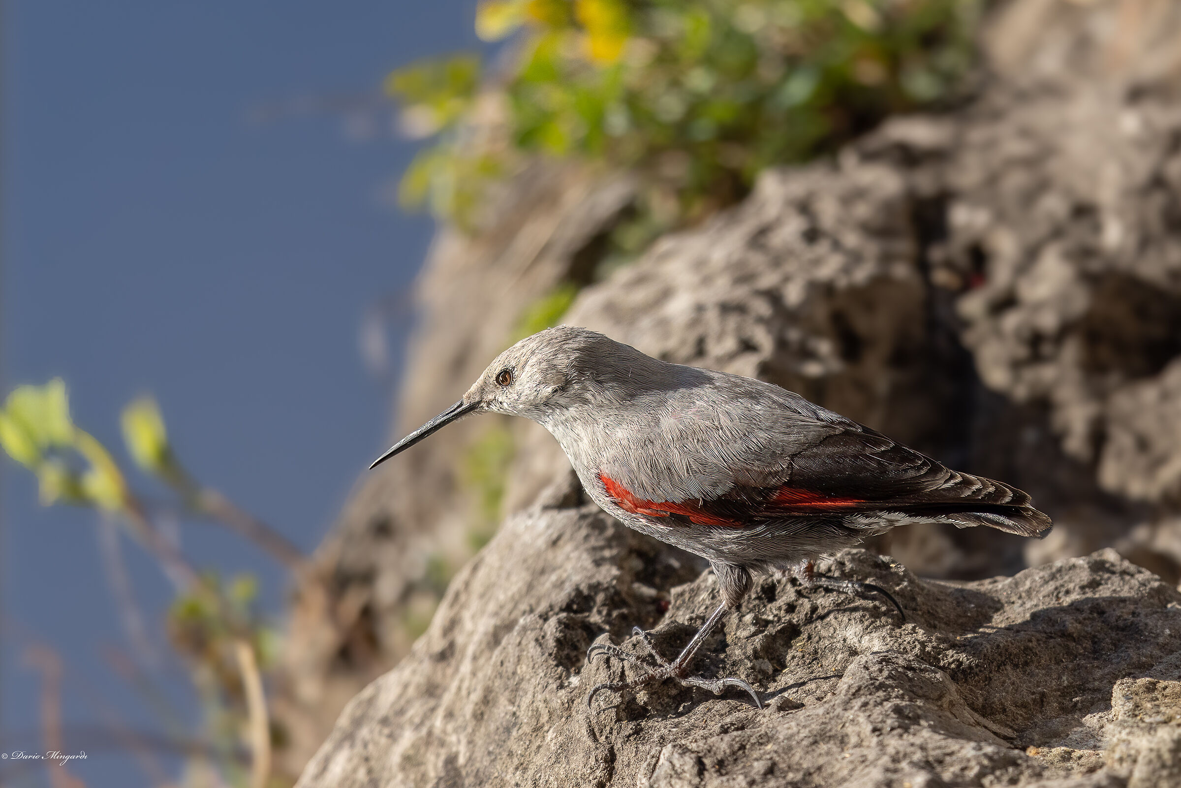 Picchio muraiolo Tichodroma muraria