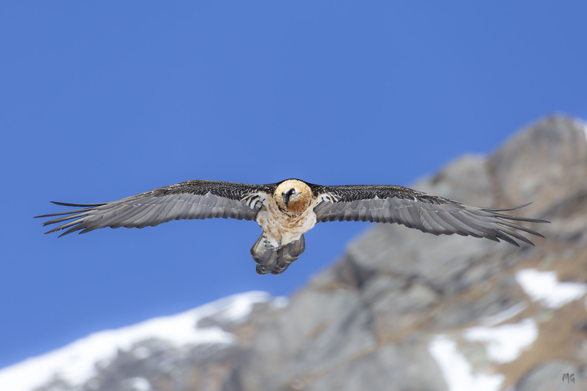 Bearded Vulture