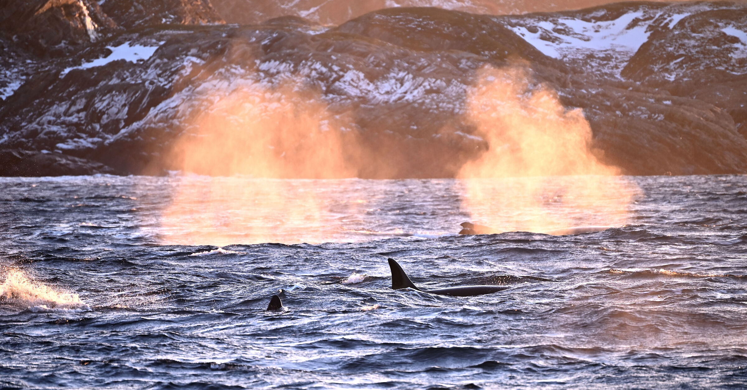Skjervoy orcas breathe