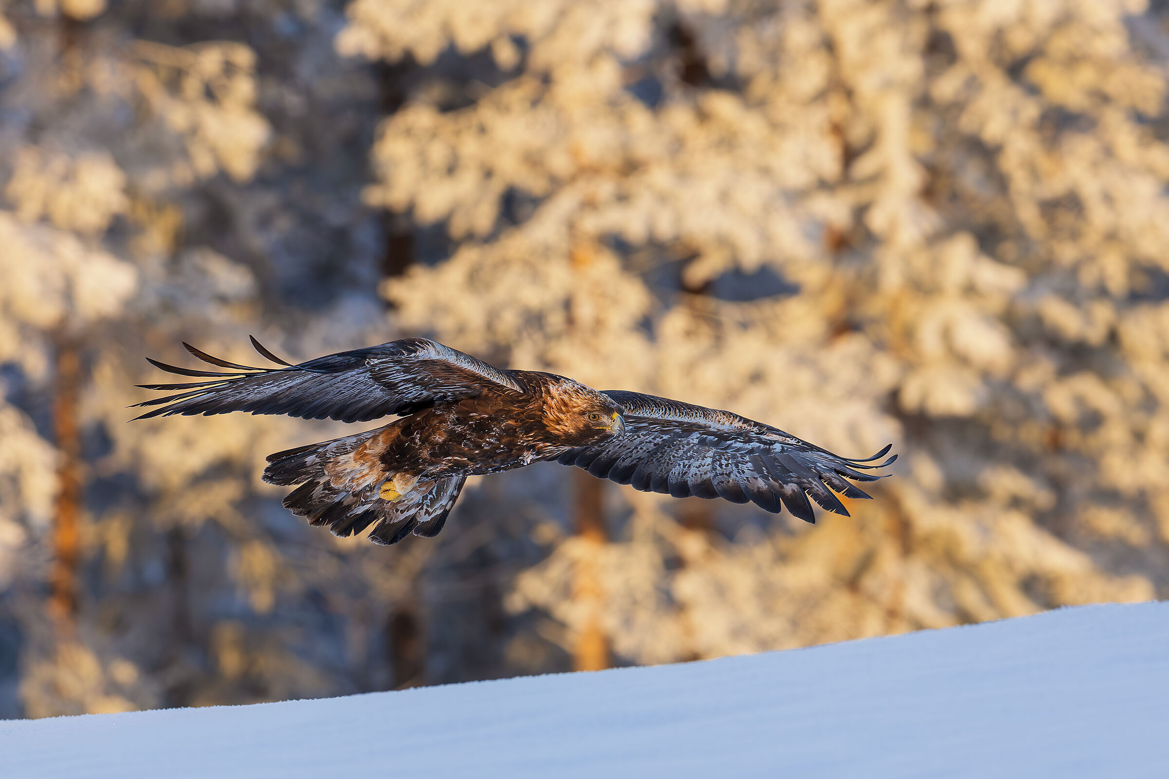 Golden eagle nell'ultima luce
