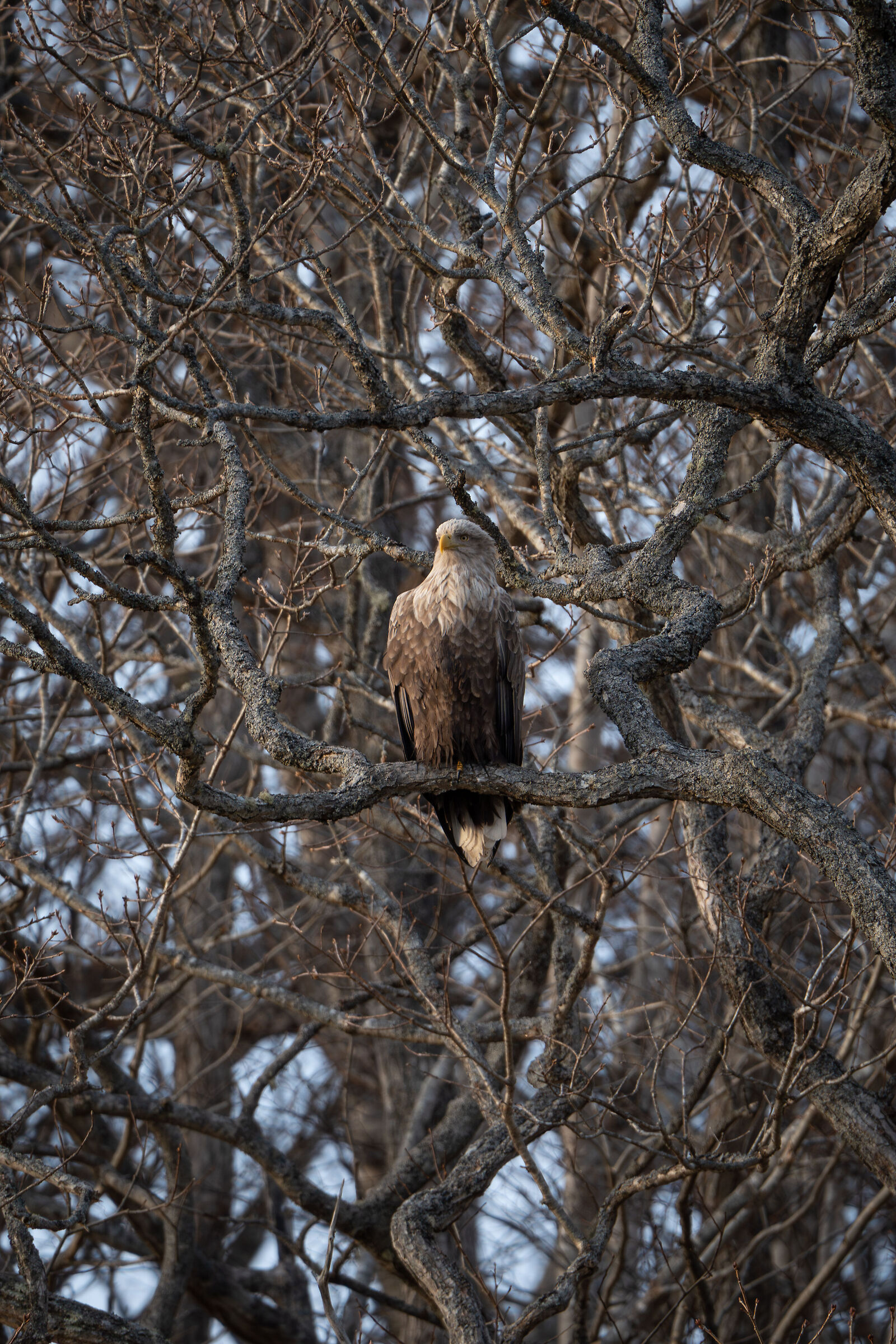 Aquila dalla coda bianca
