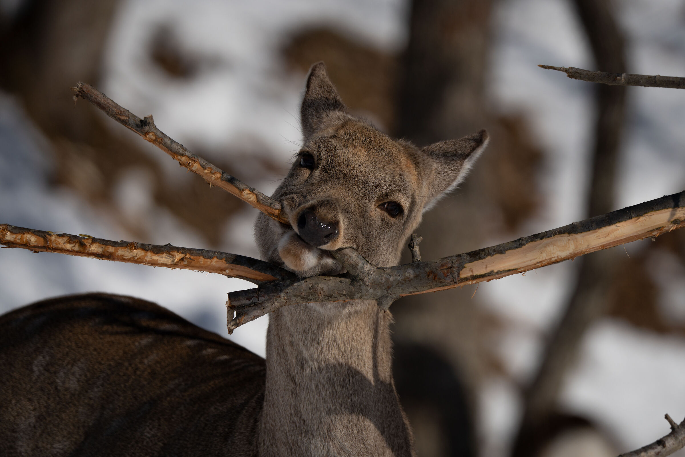 Un cervo giapponese particolarmente felice