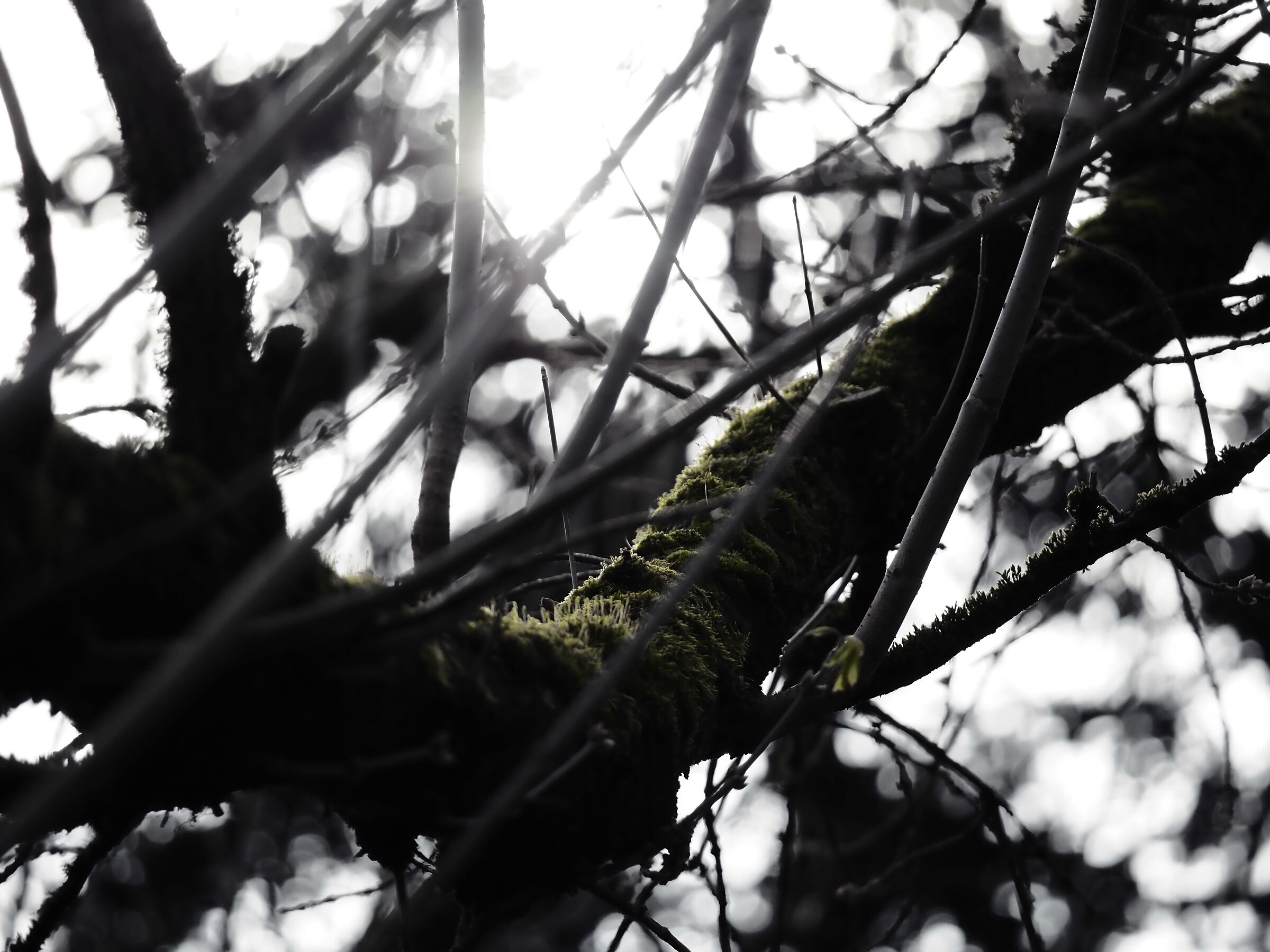 Twilight in the Emerald Grove