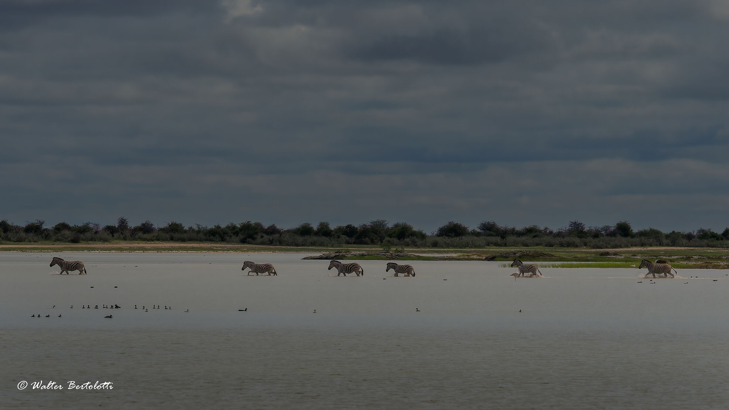 il pan di Etosha dopo le piogge