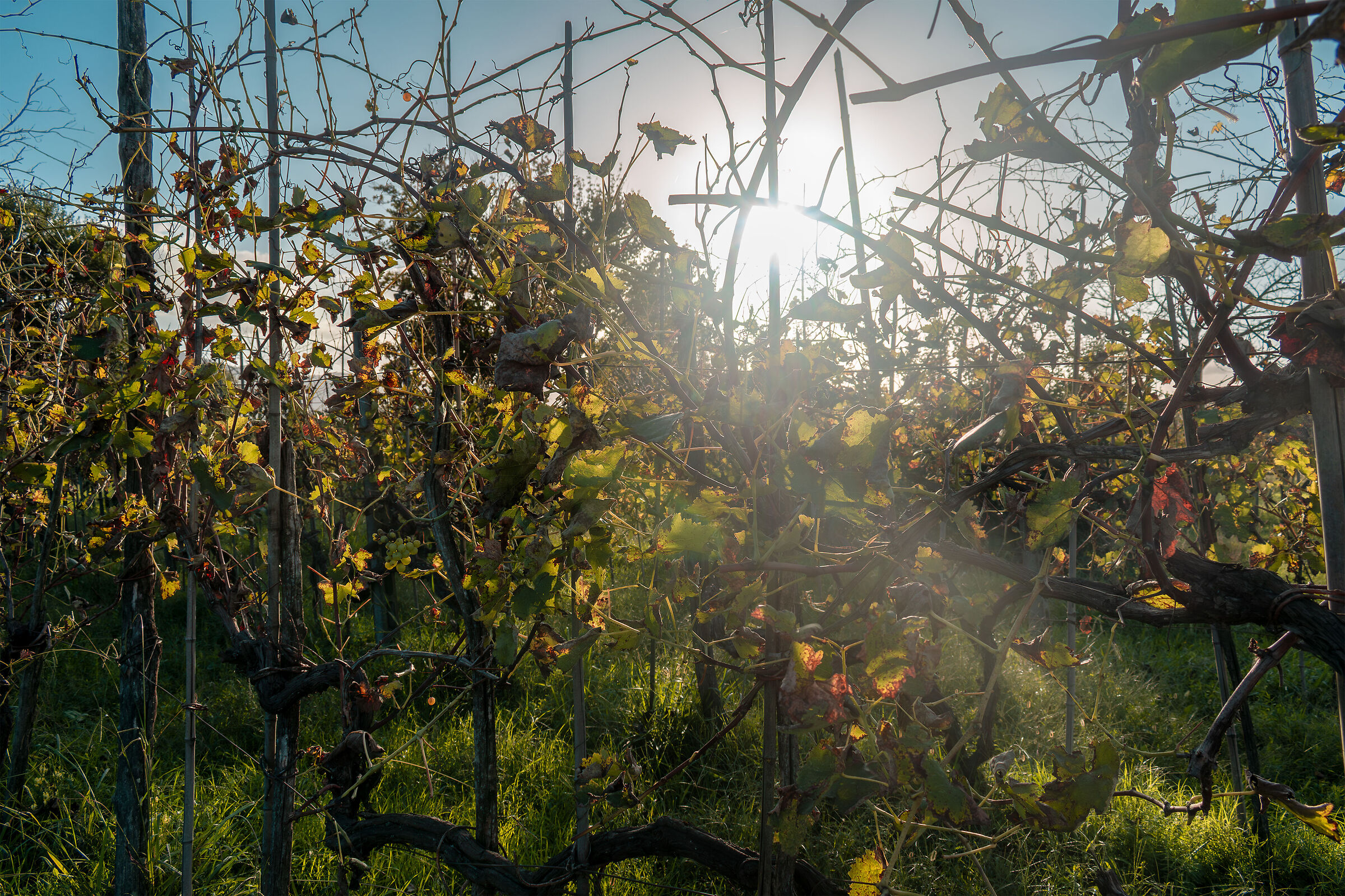 Autumn against the light
