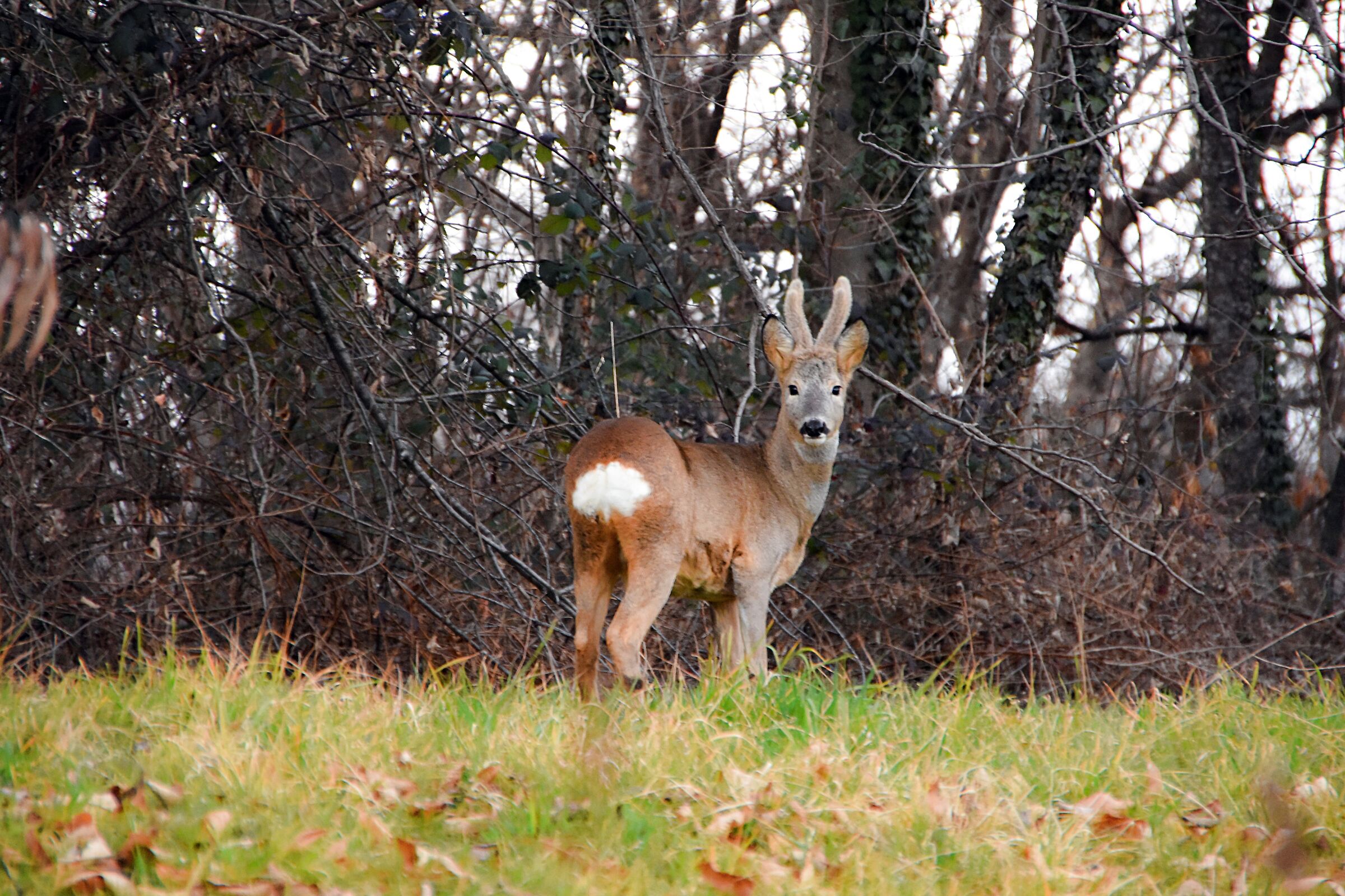 A young roe deer