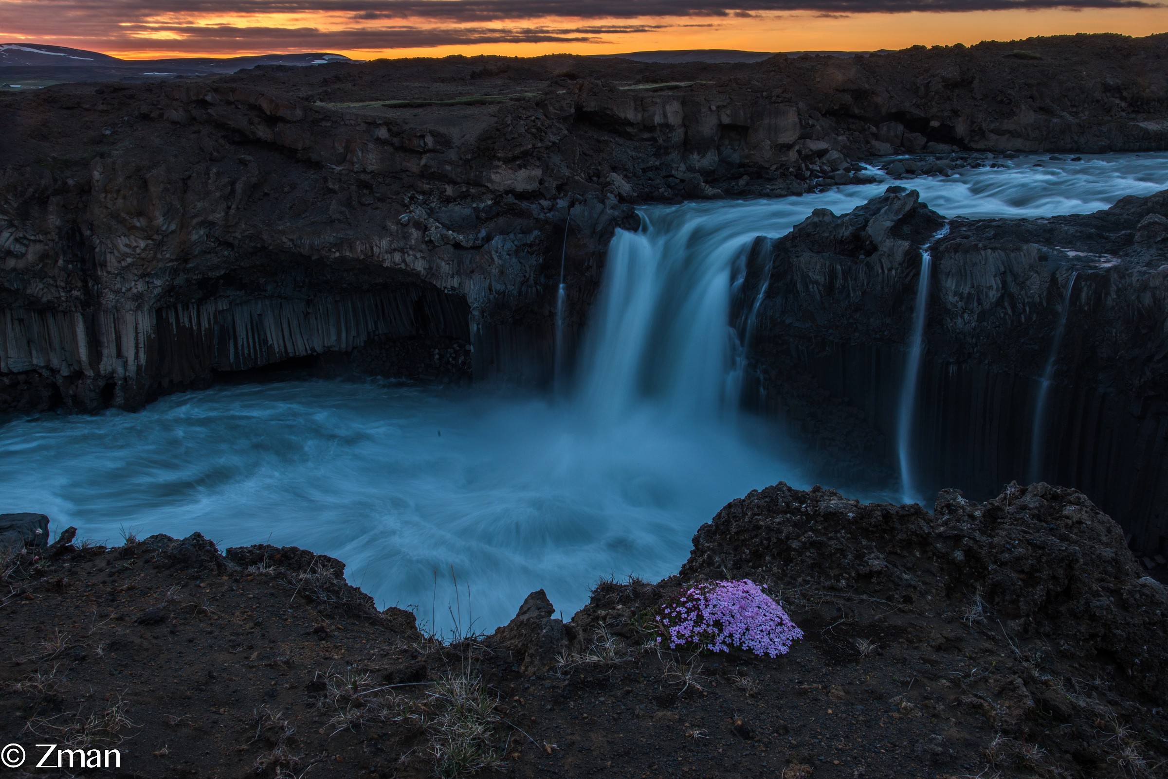 Il Fiore islandese Famous