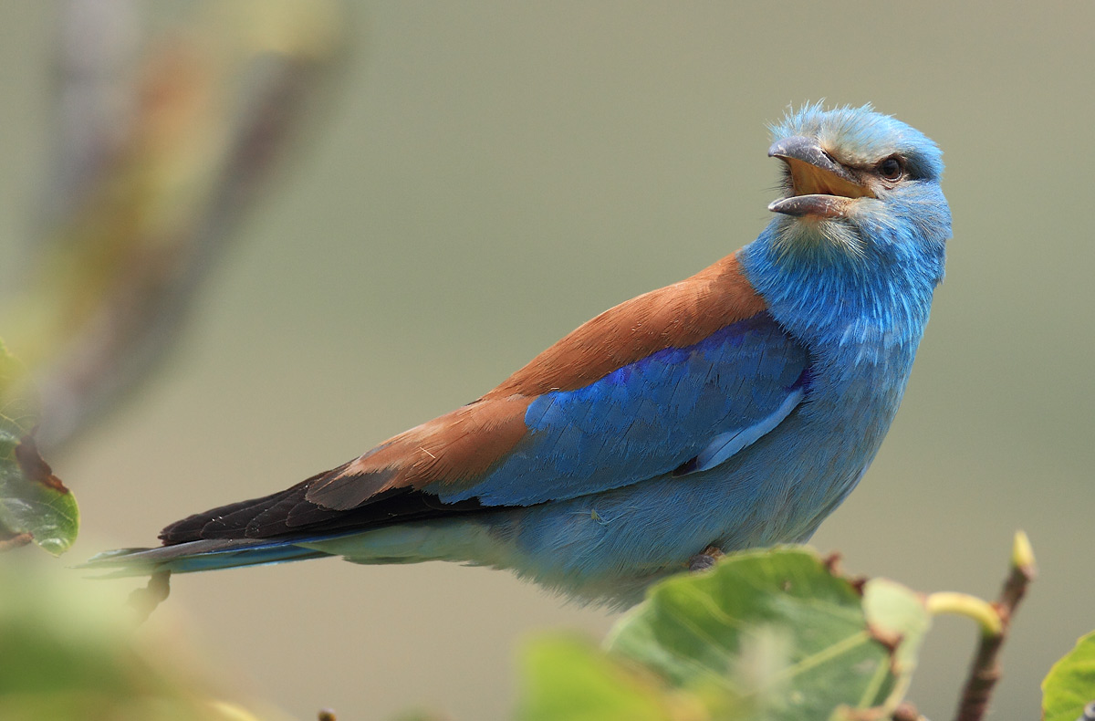 European Roller
