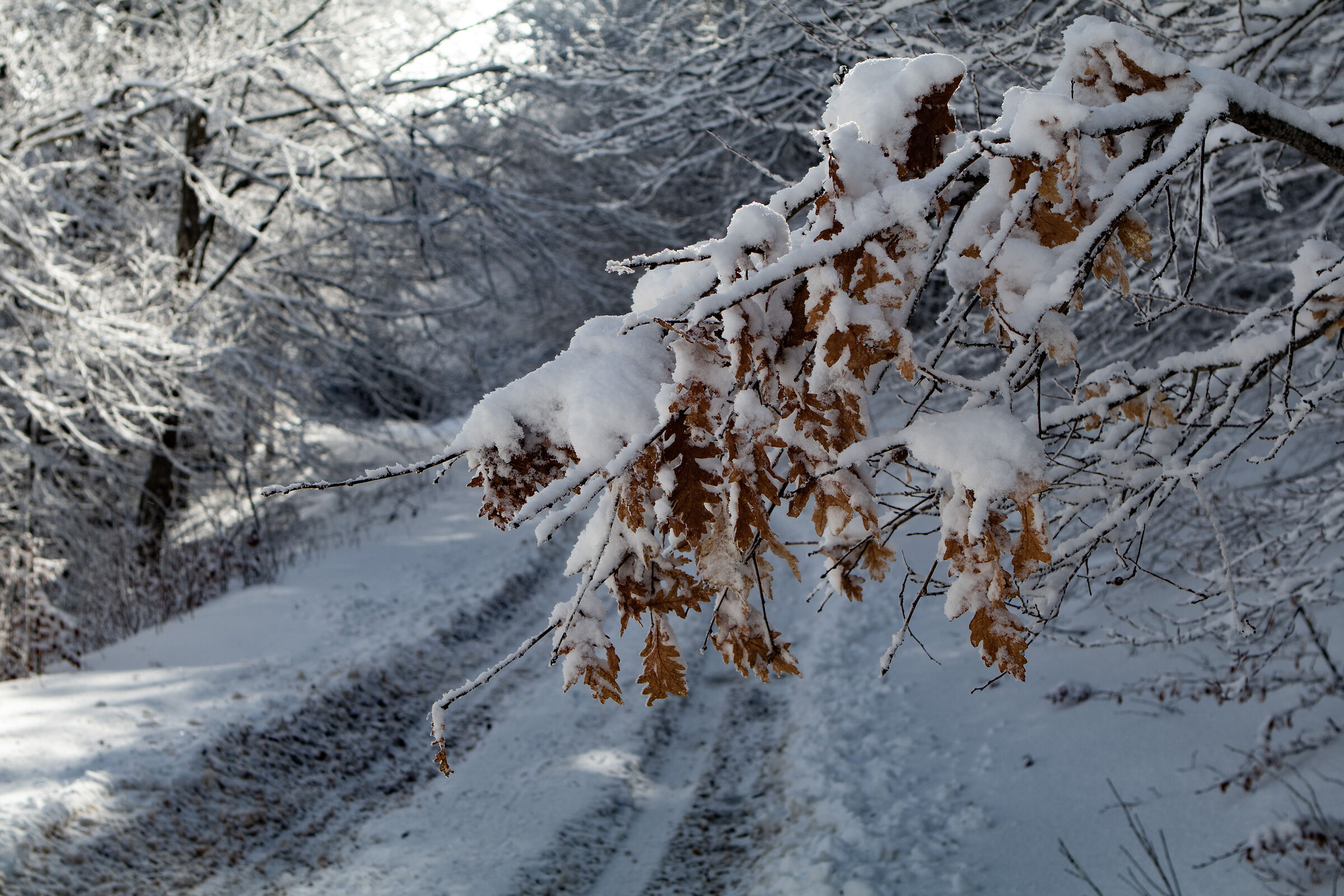 Snow branch