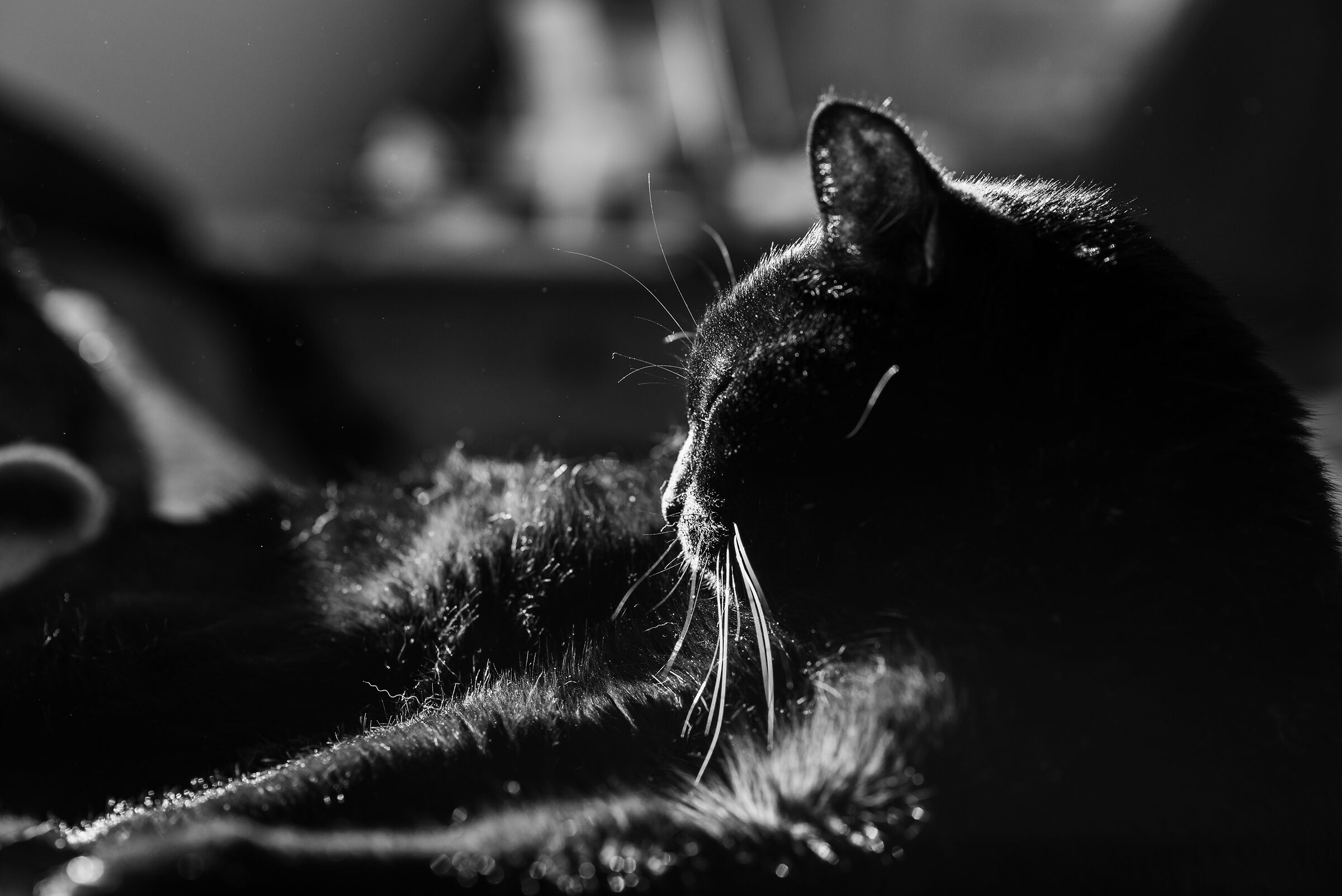 Zorba il gatto
