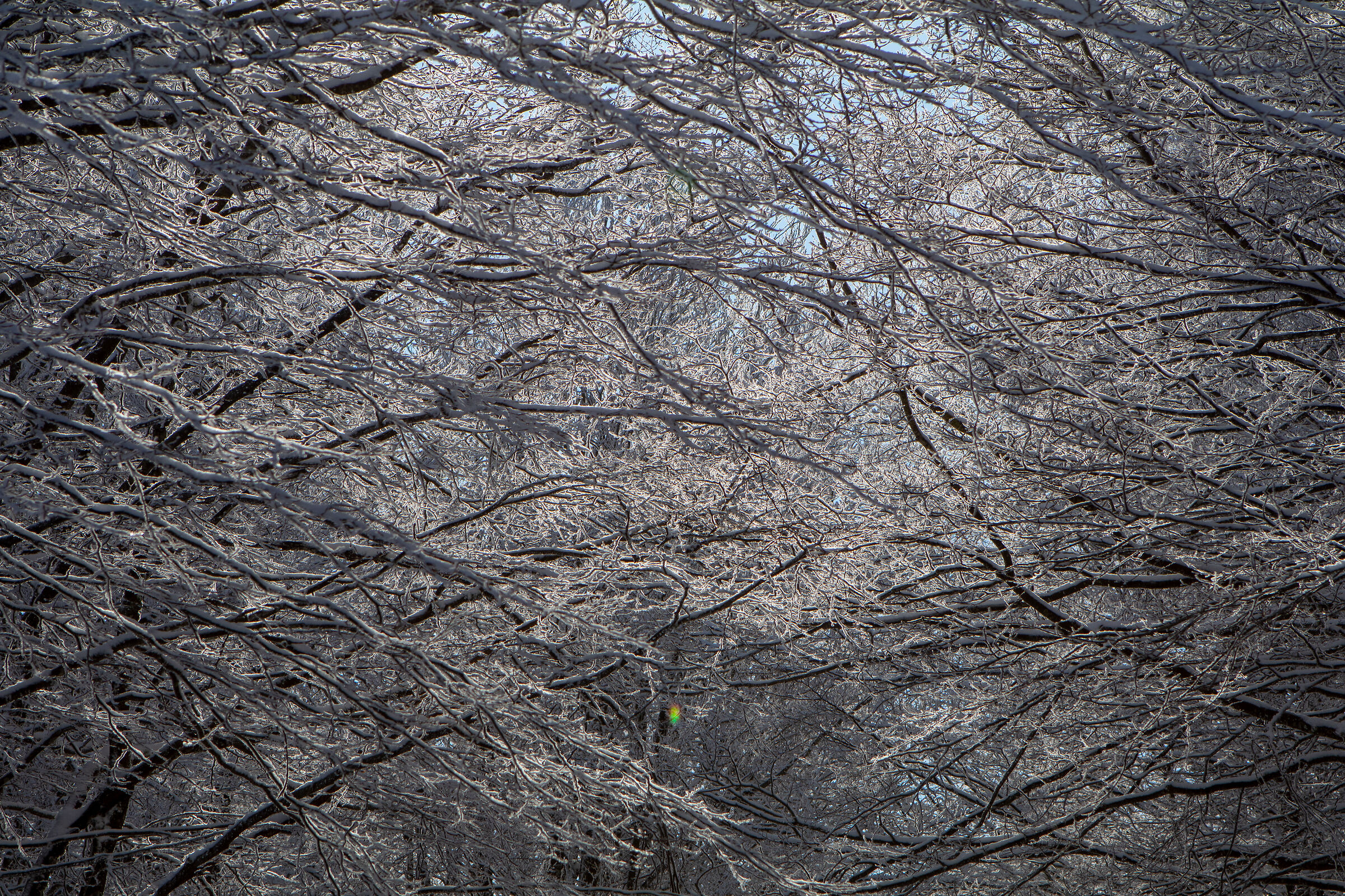 Light in the branches