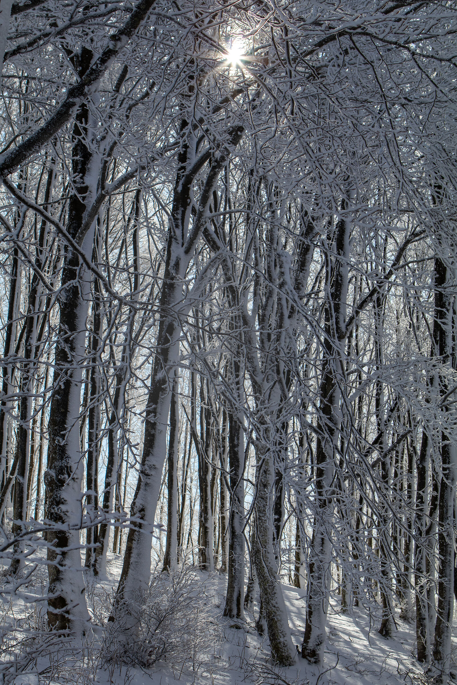 sun in the branches