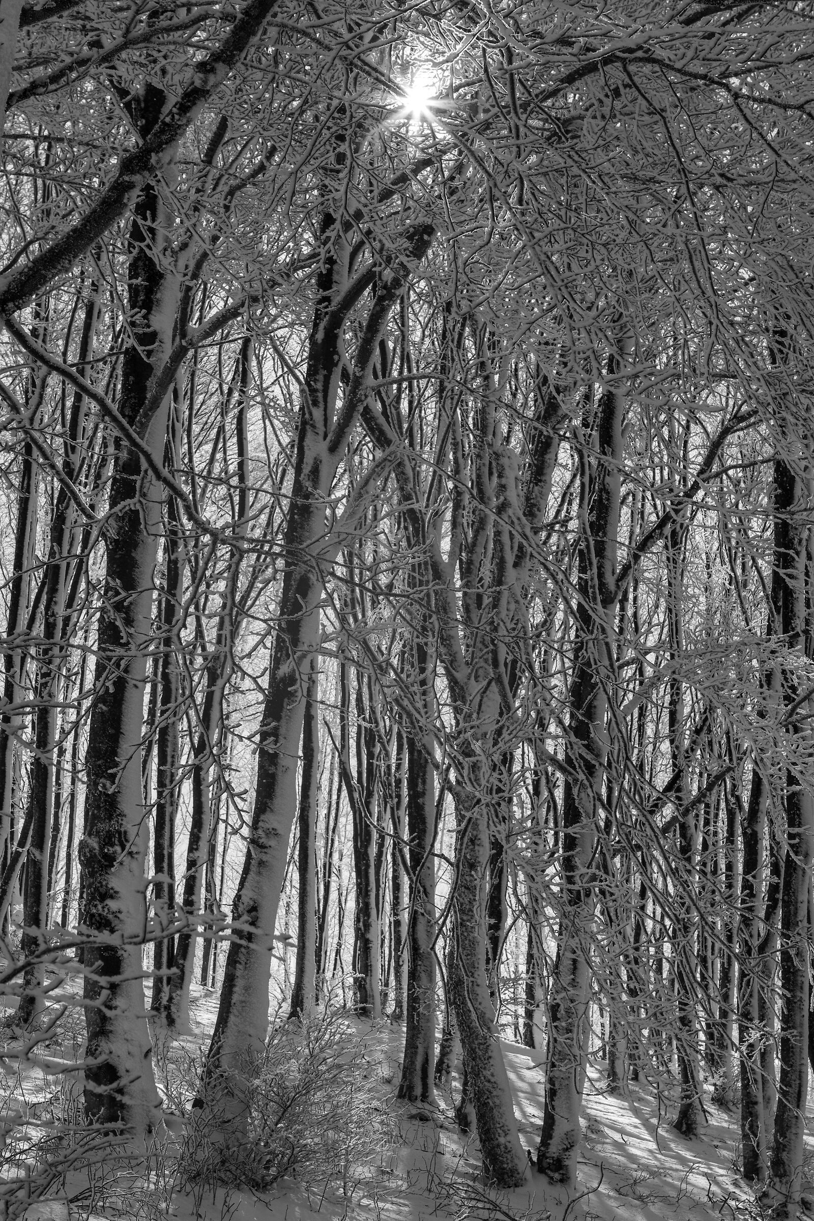 sun between the BW branches