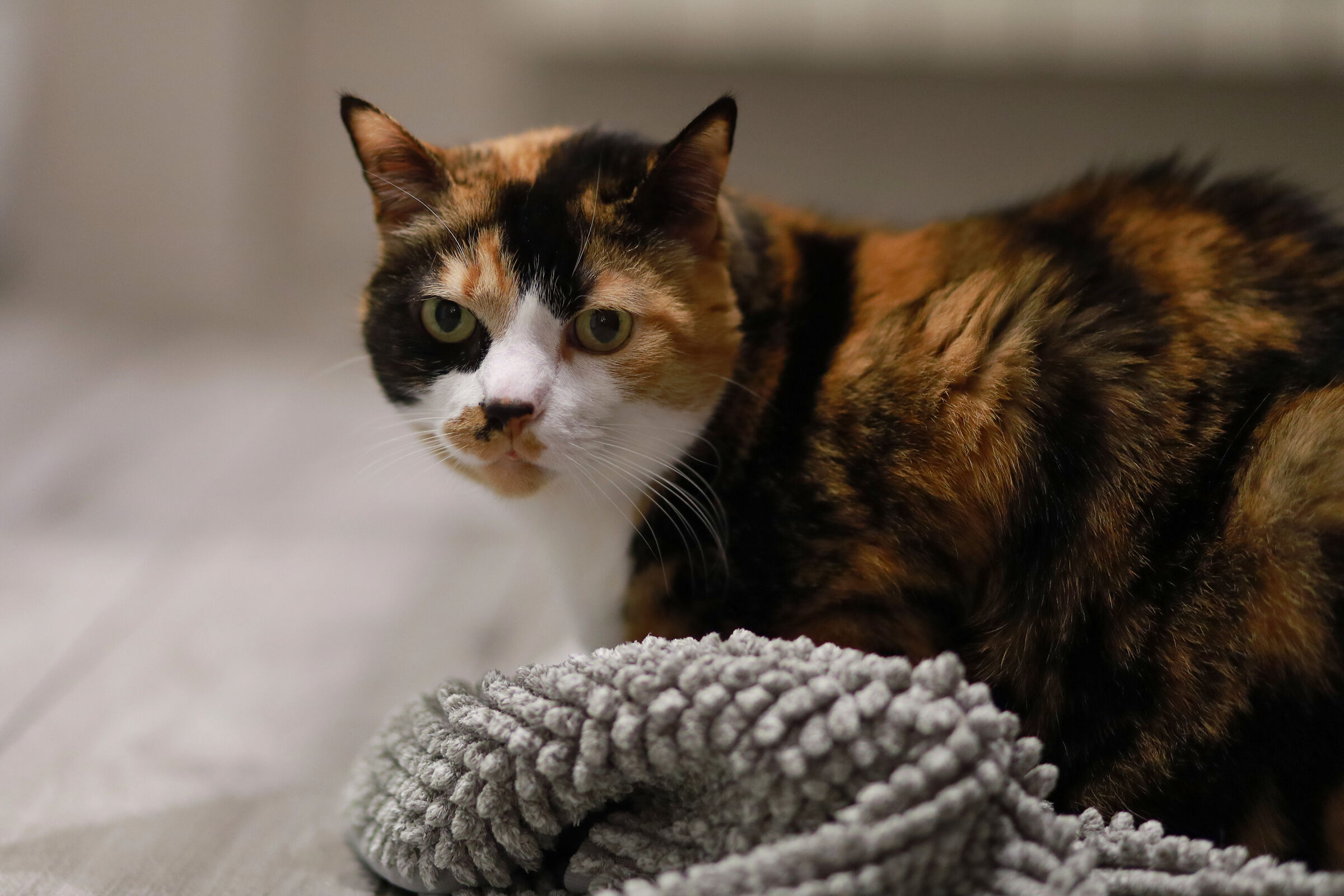 Zoe model
