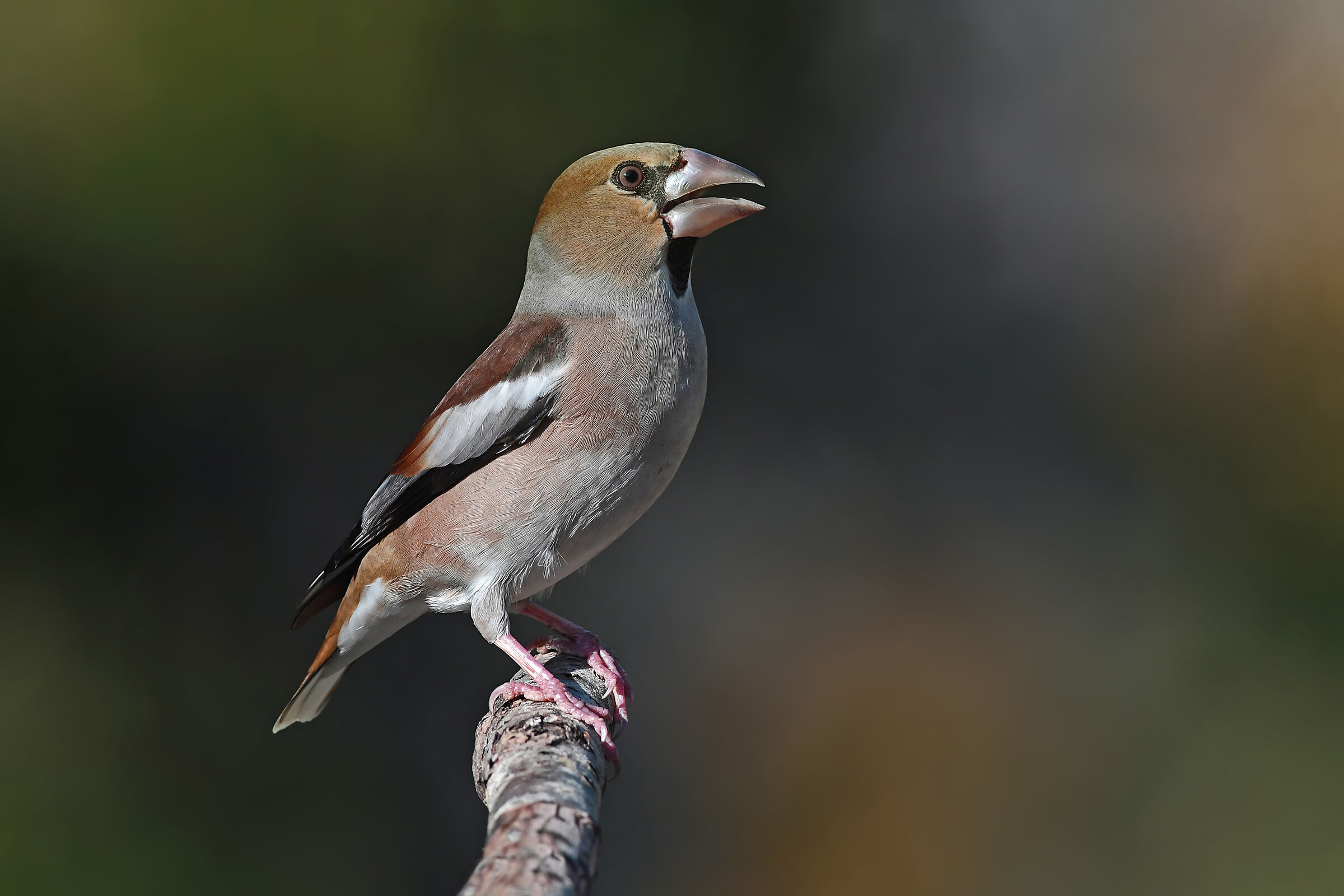 Stories of feathers 9 ( Hawfinch )