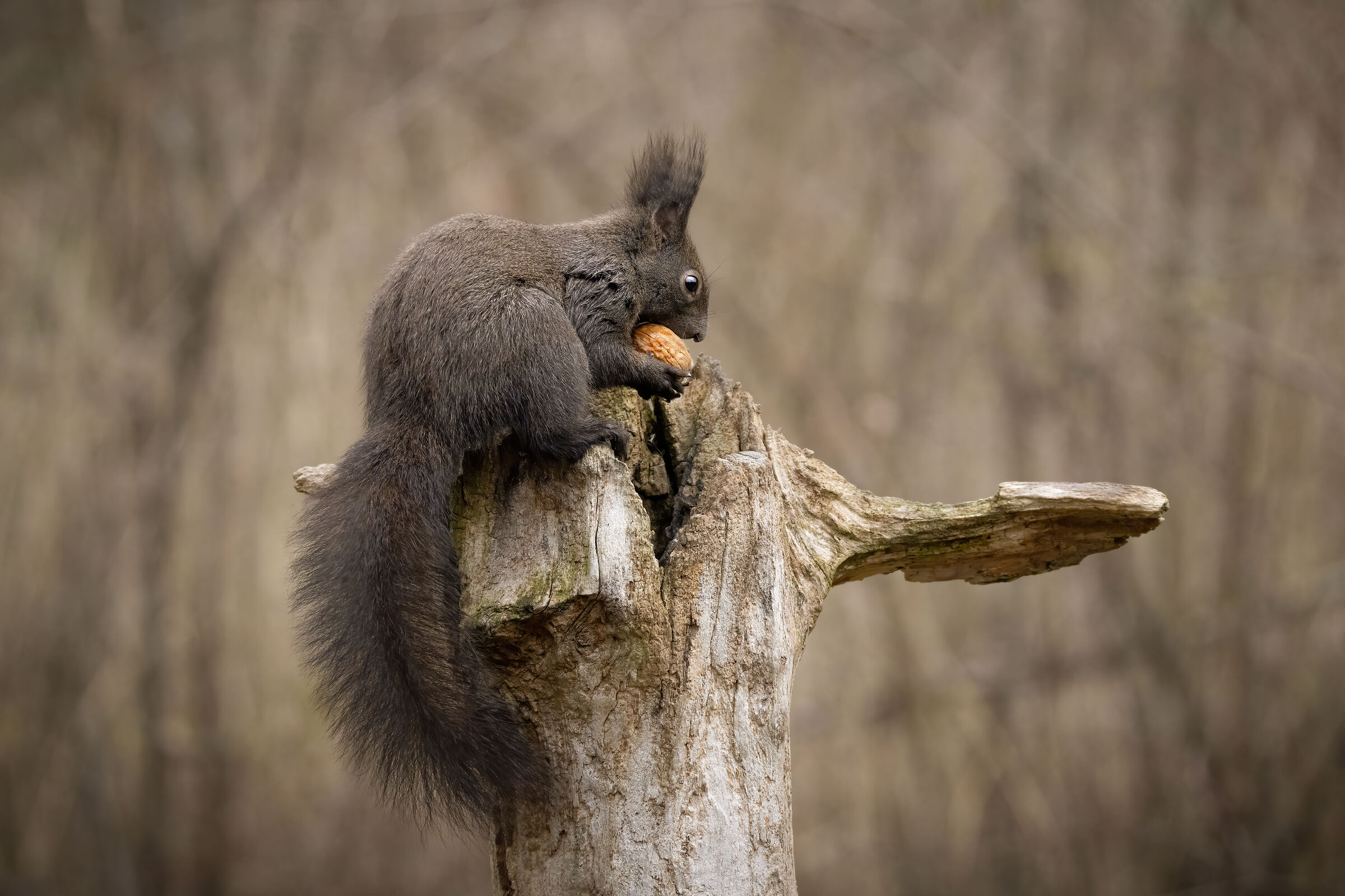 Black squirrel