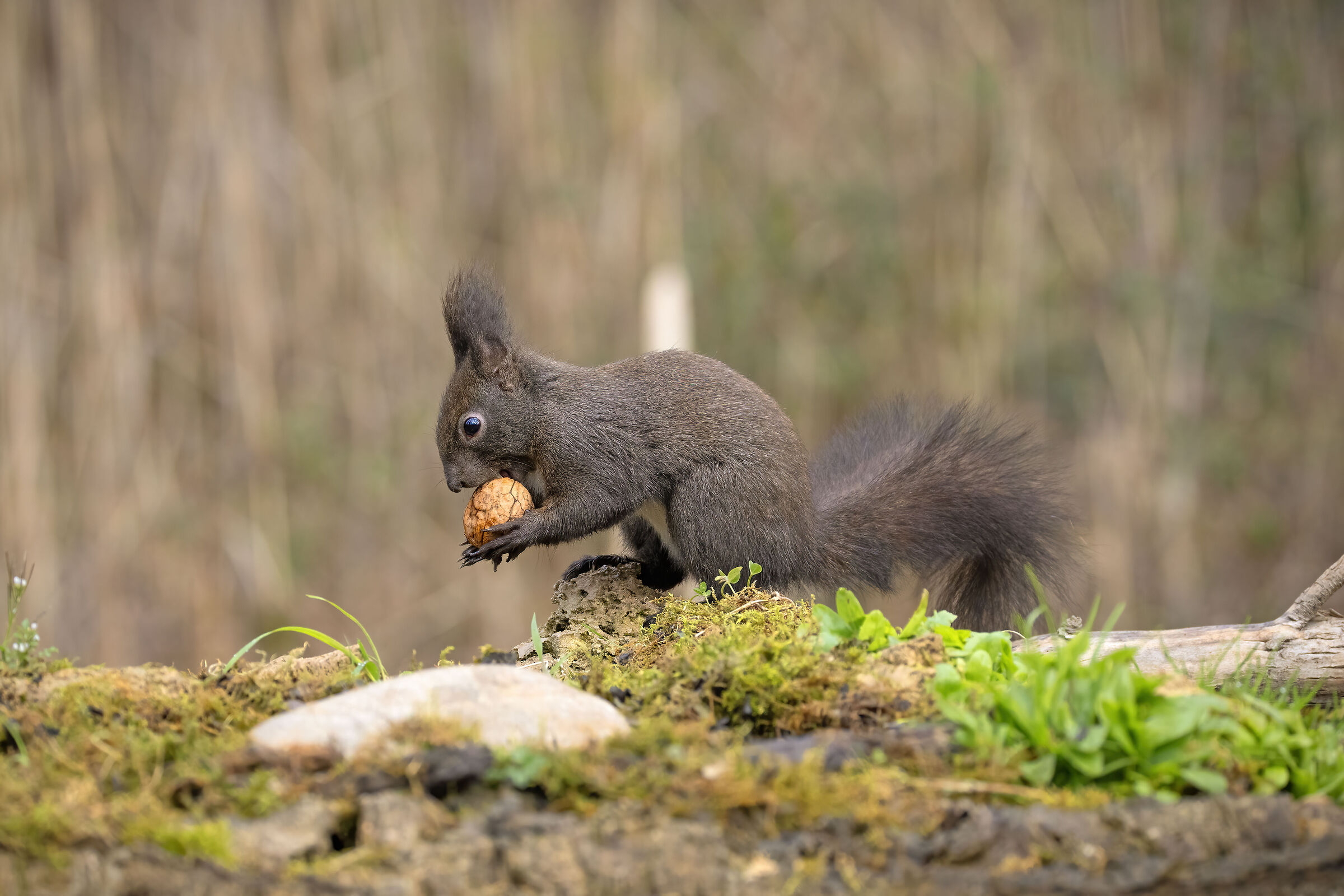 Black squirrel