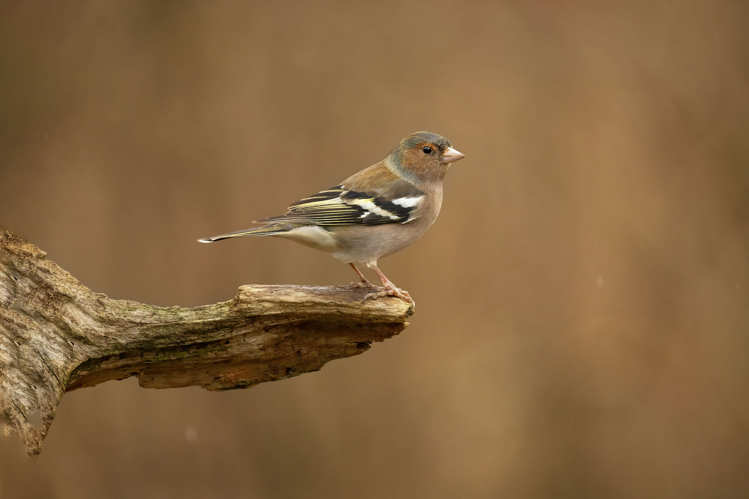 Male Finch
