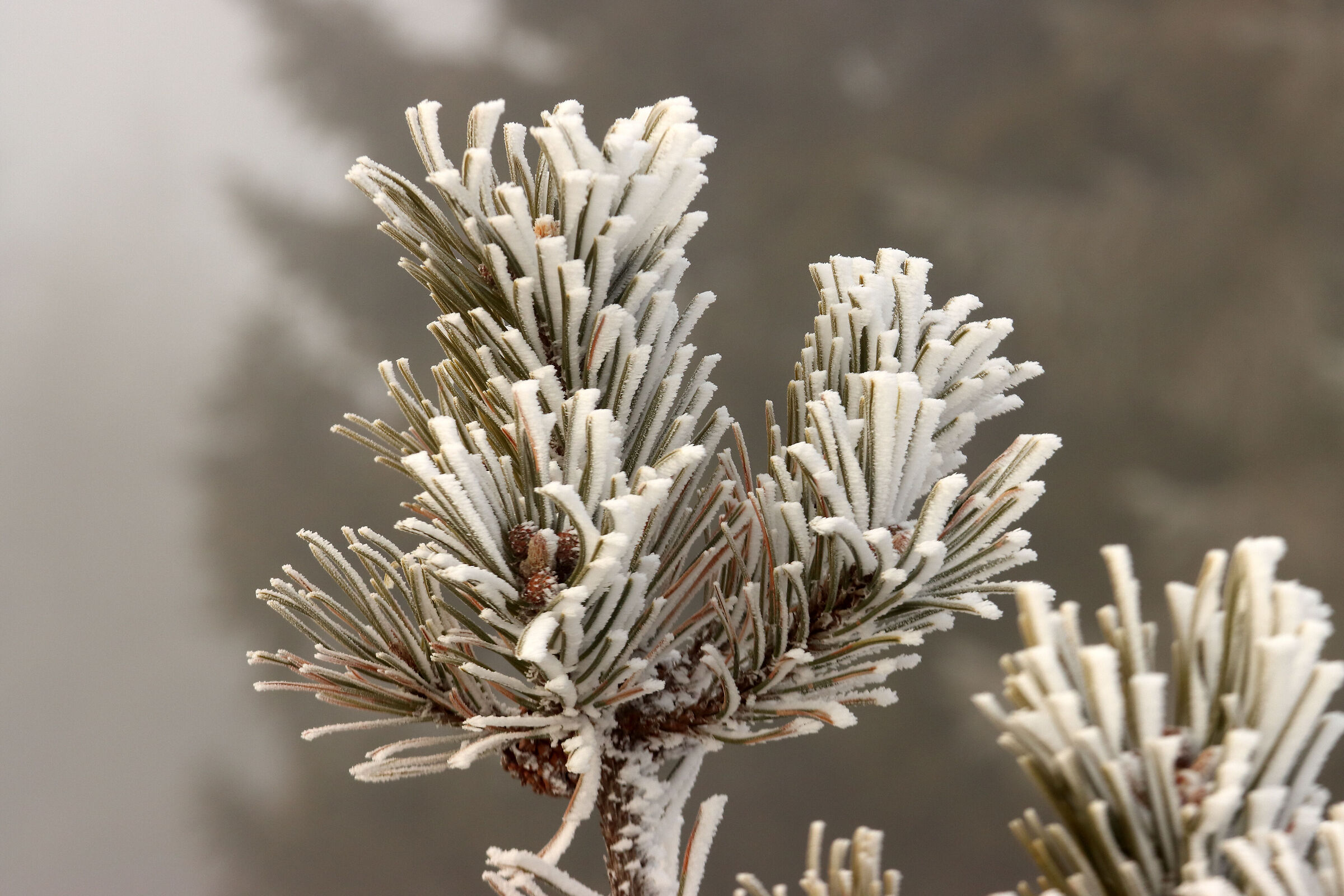Galaverna on the mountain pine