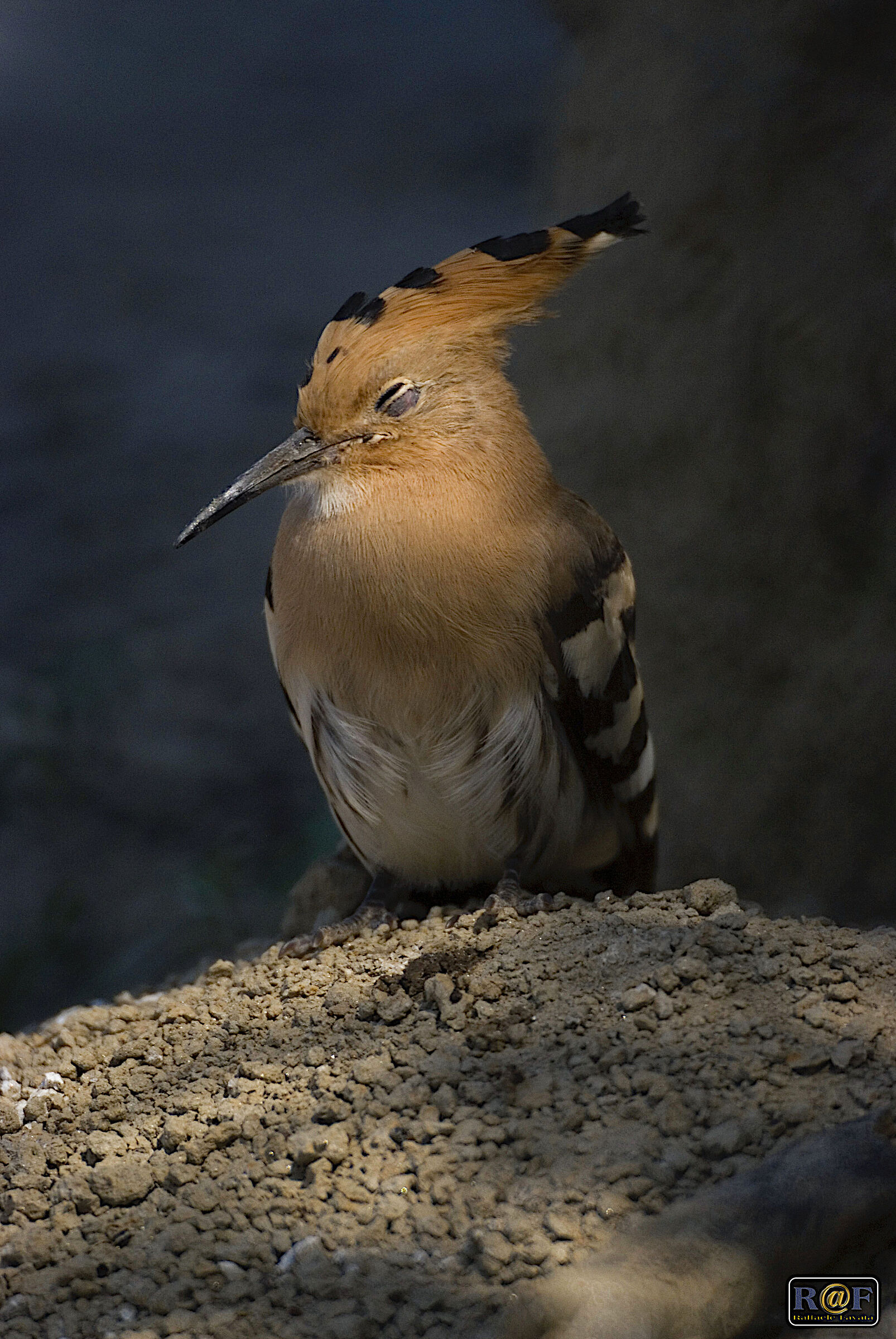 Young hoopoe in siesta