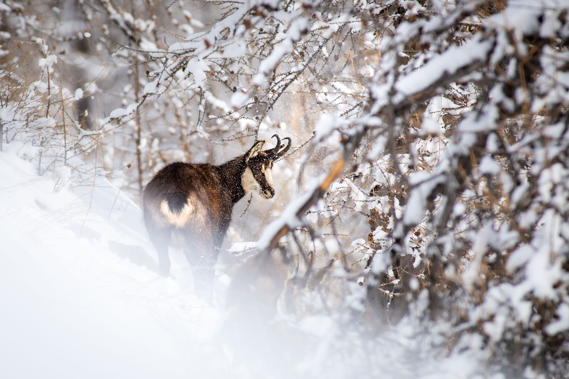 Con quelle corna non passi sotto gli alberi