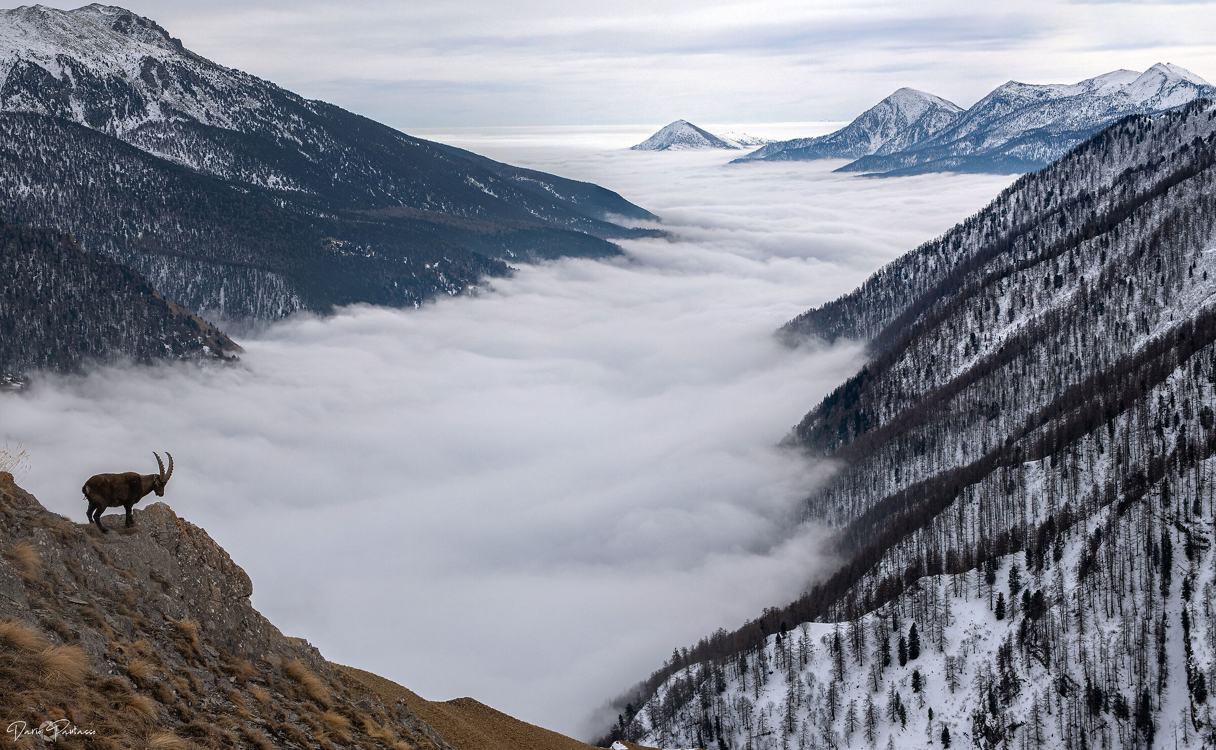 Il punto di vista dello stambecco