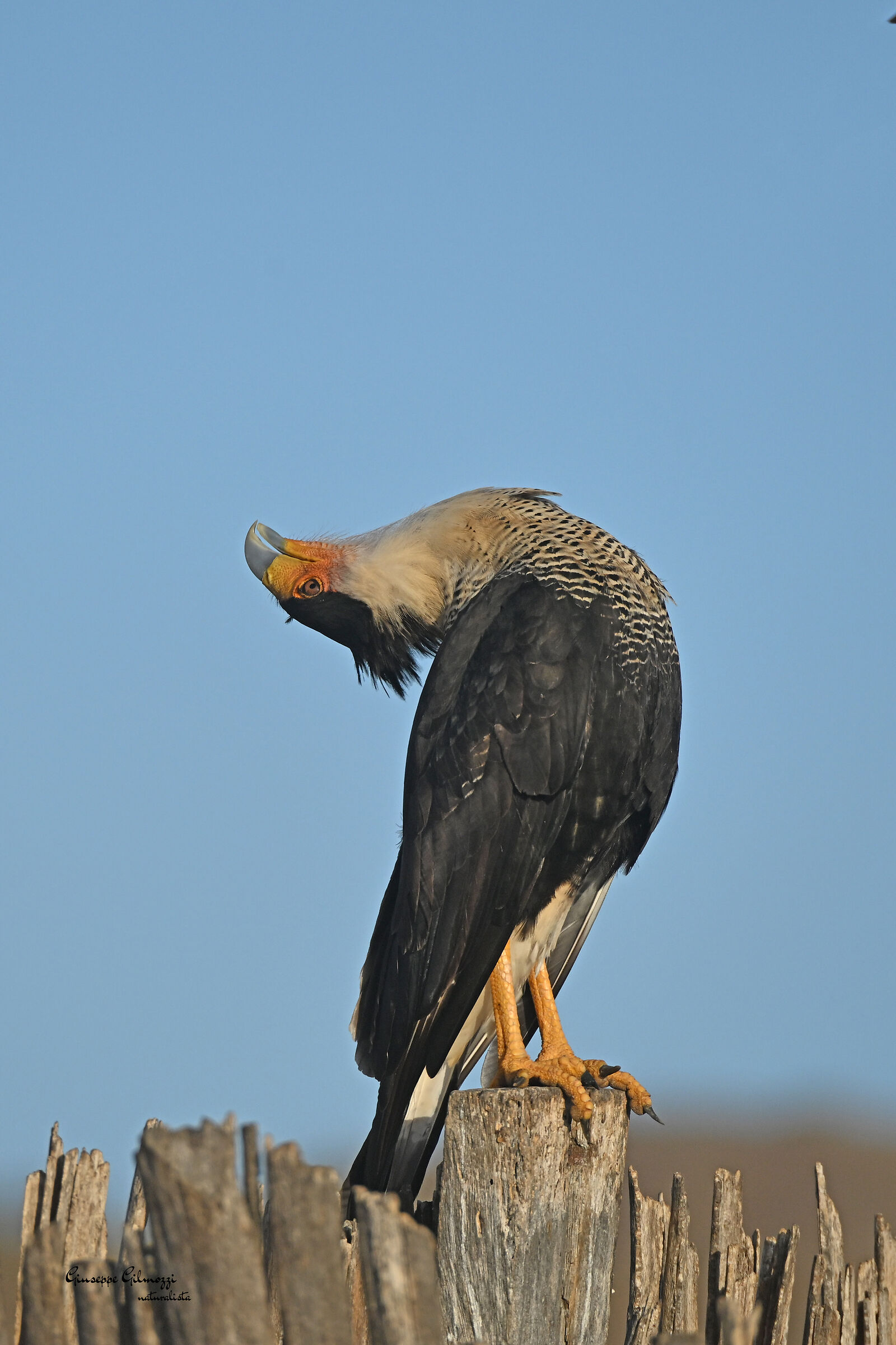 Caracara plancus