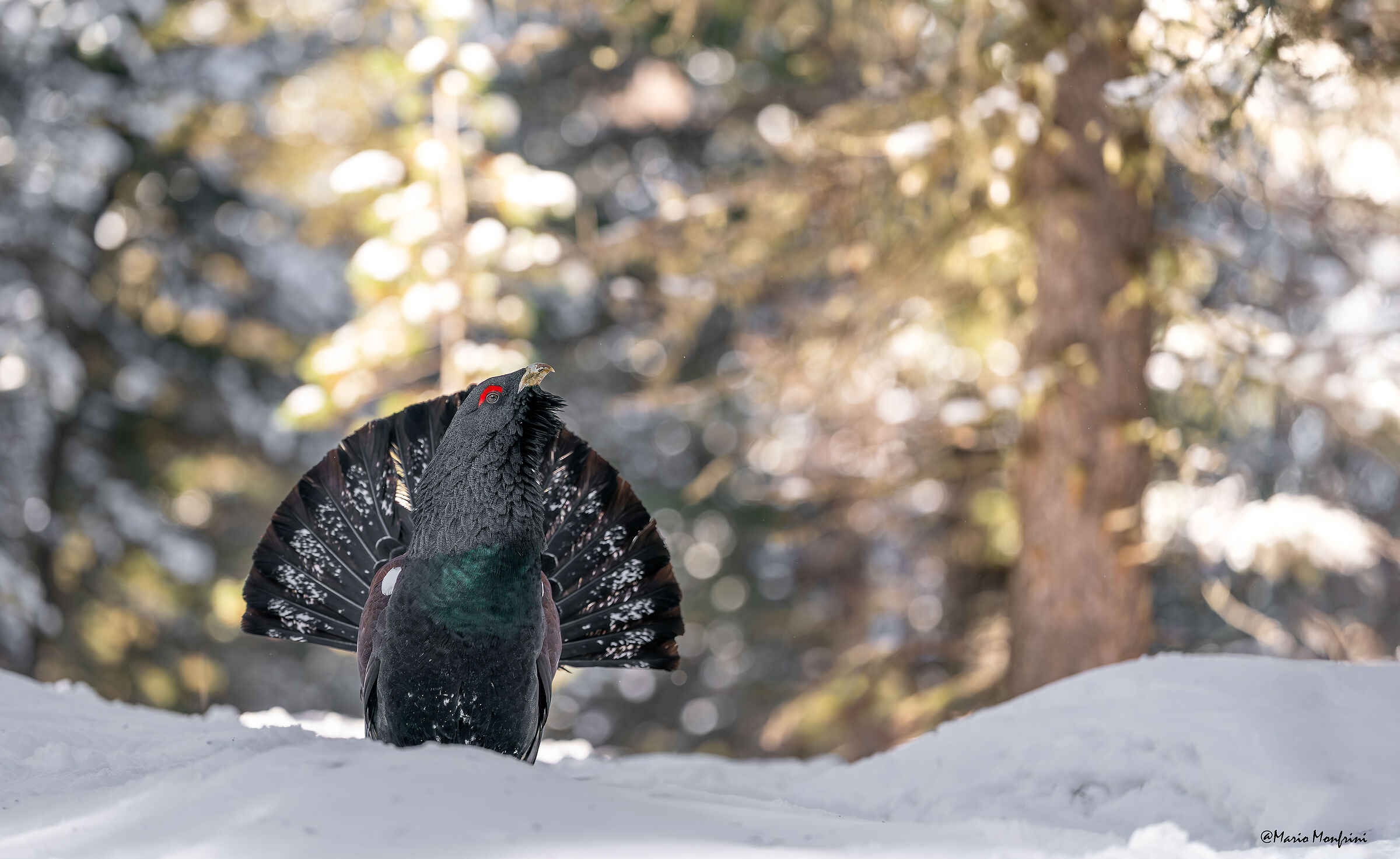 The capercaillie in his kingdom