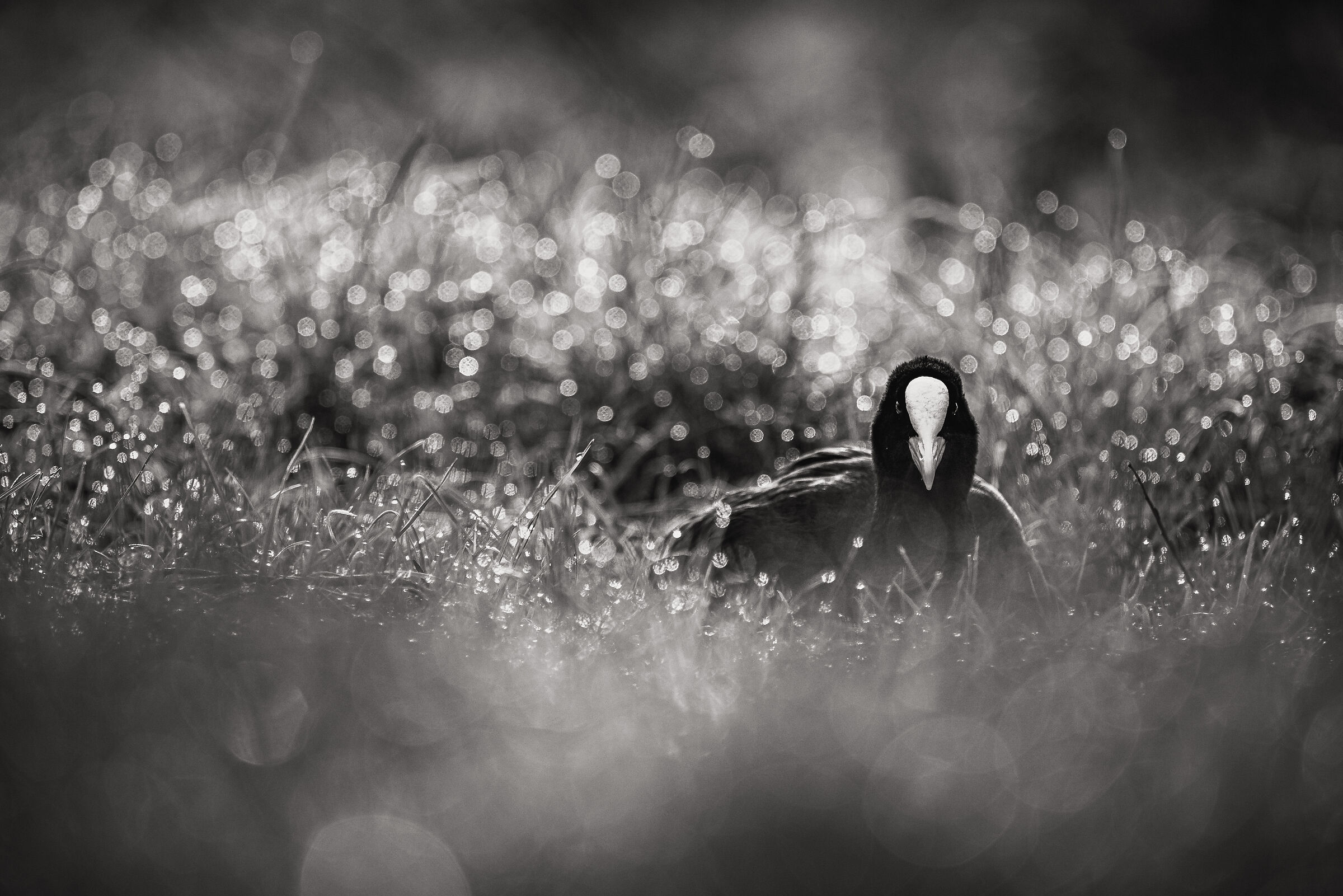 Tranquillità B&W
