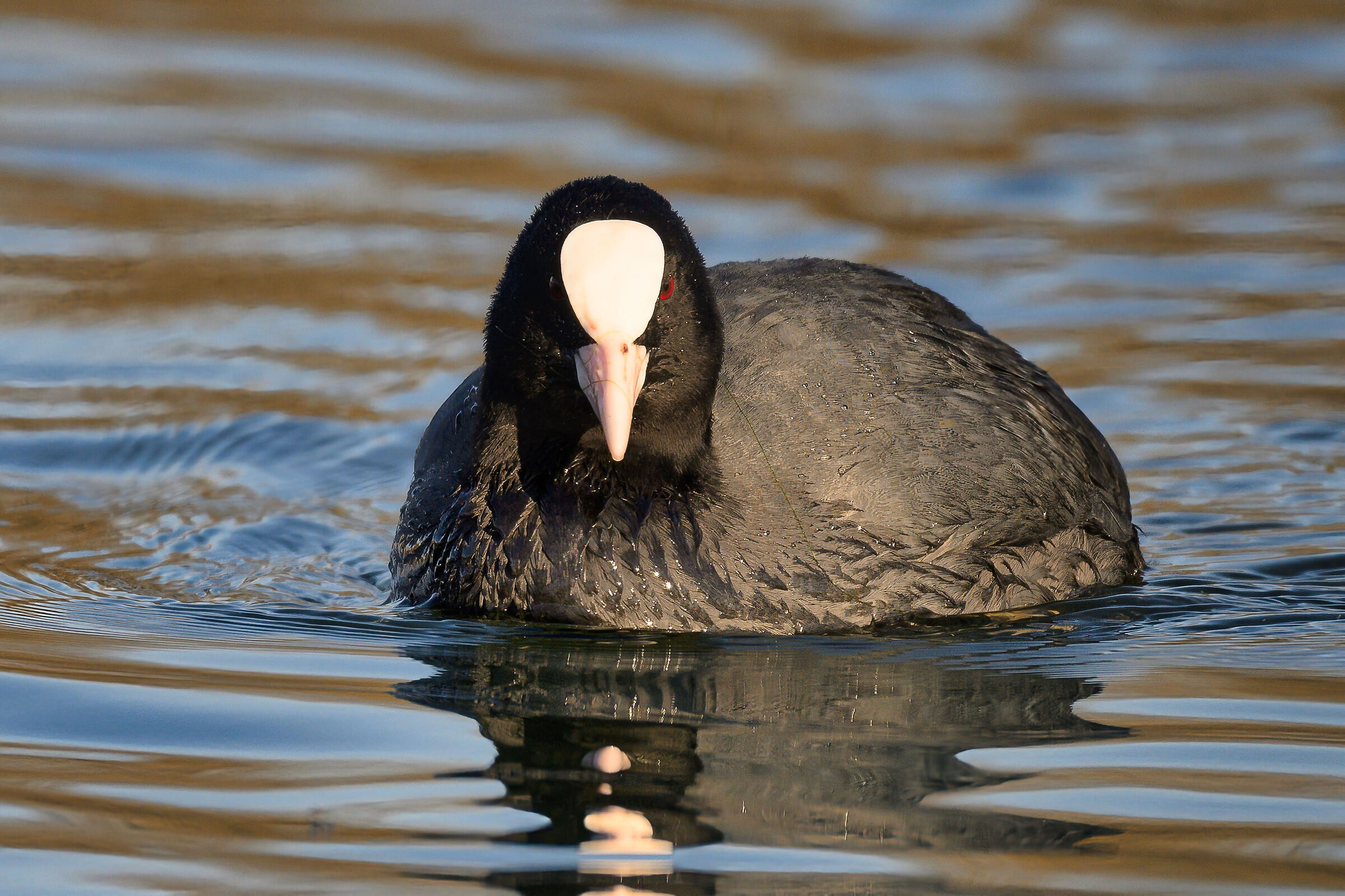 Coot