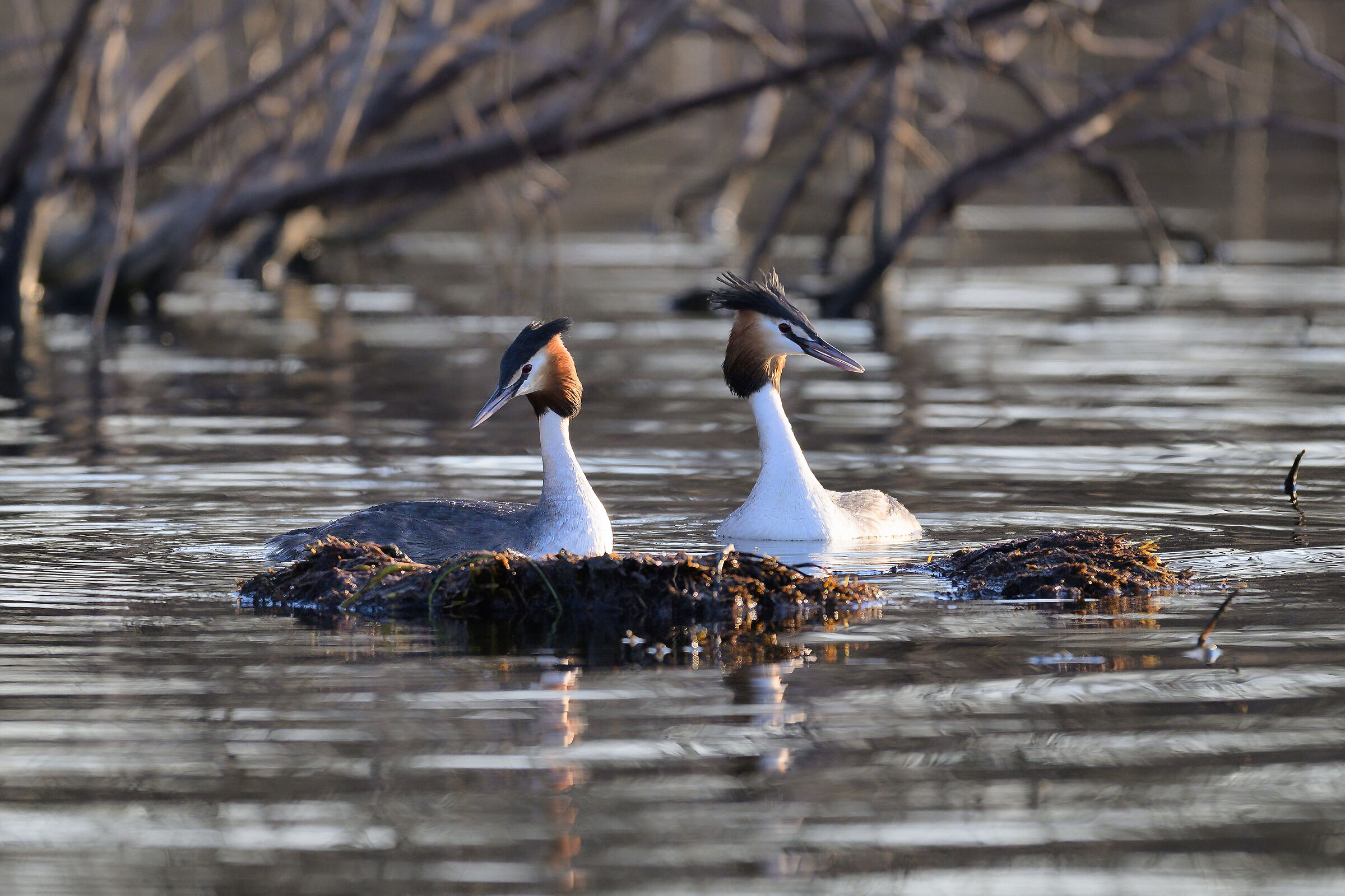 Courtship