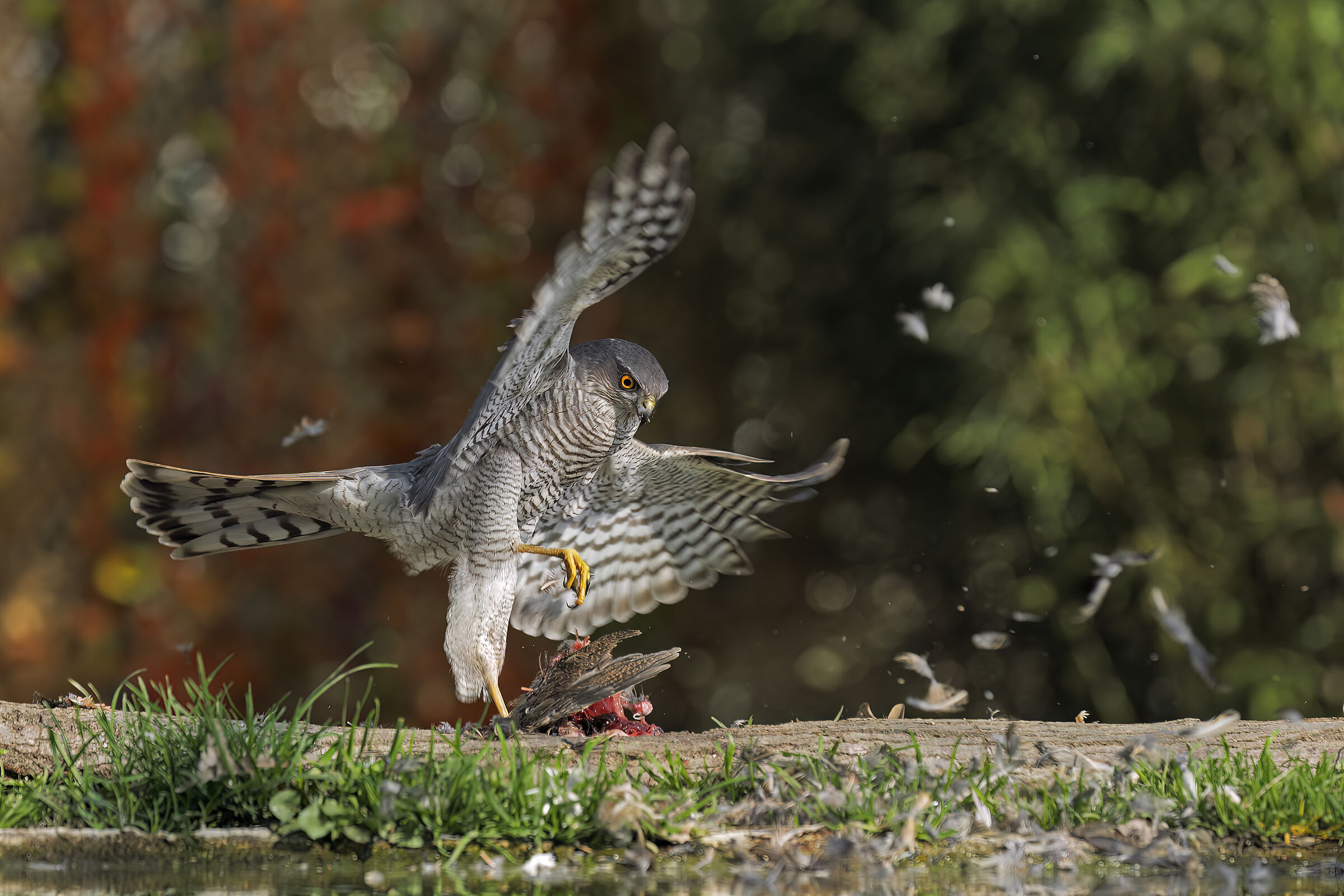 Sparviere &female;