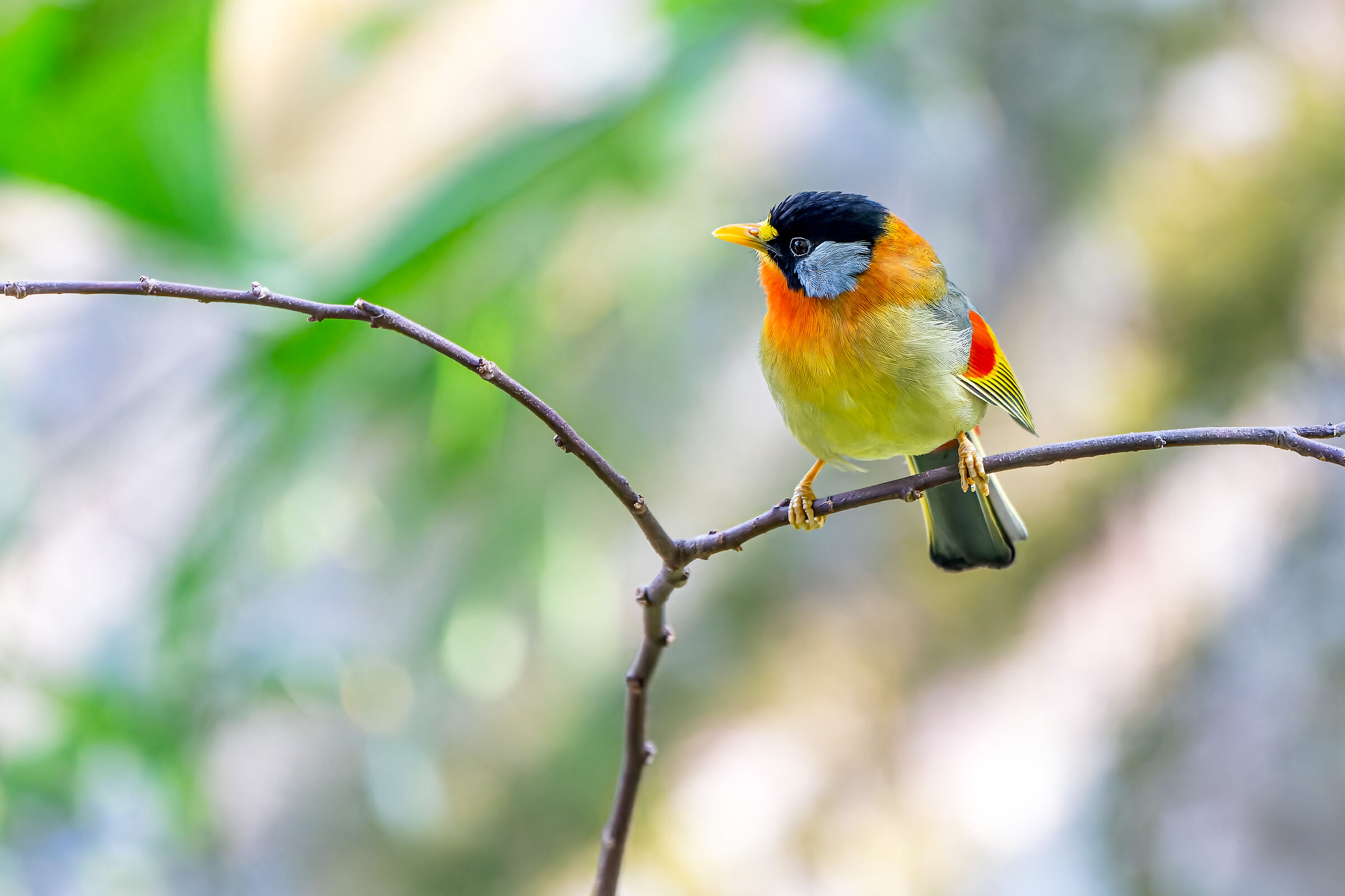 Leiothrix argentauris (Silver-eared nightingale)