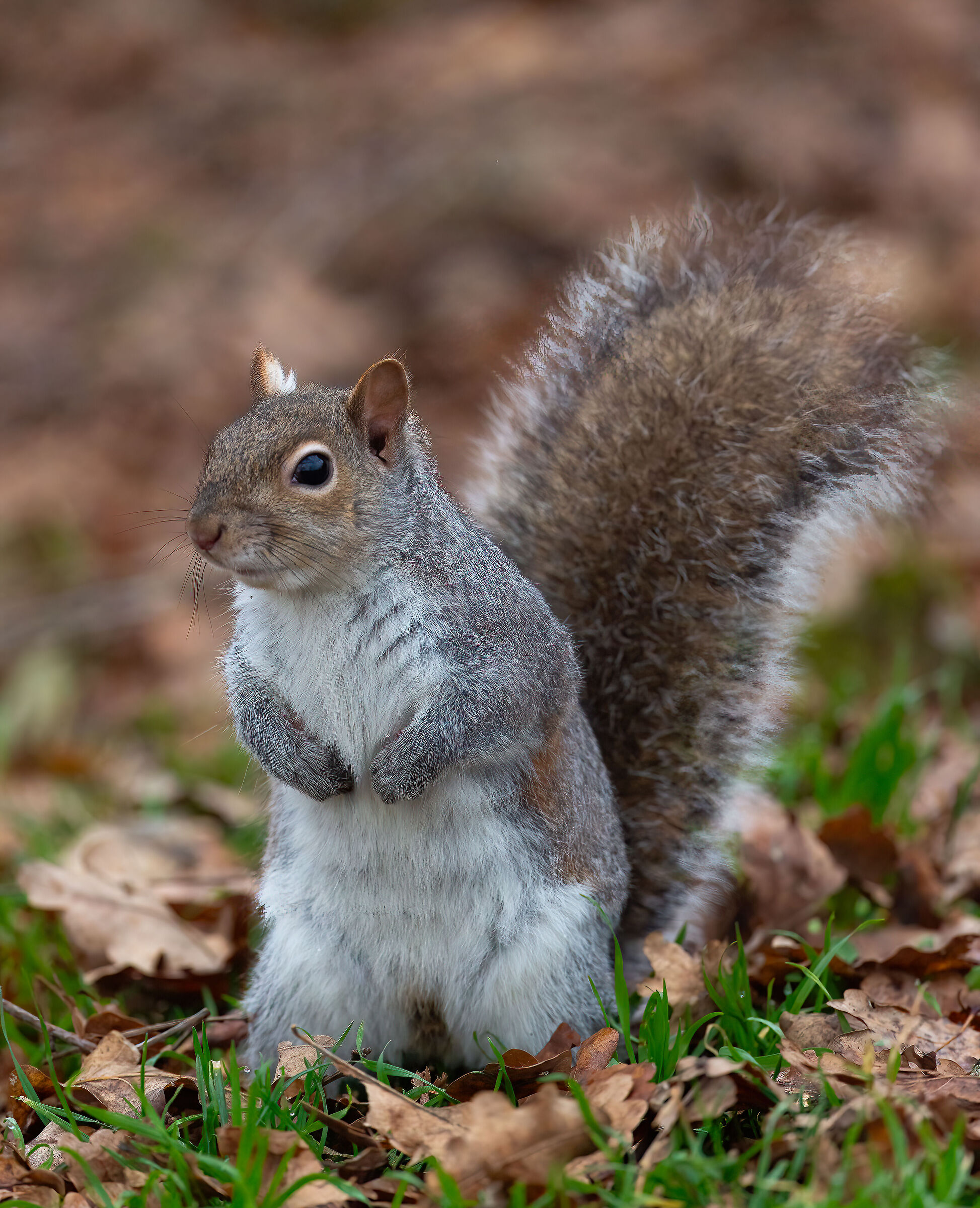 Scoiattolo Grigio - Turin