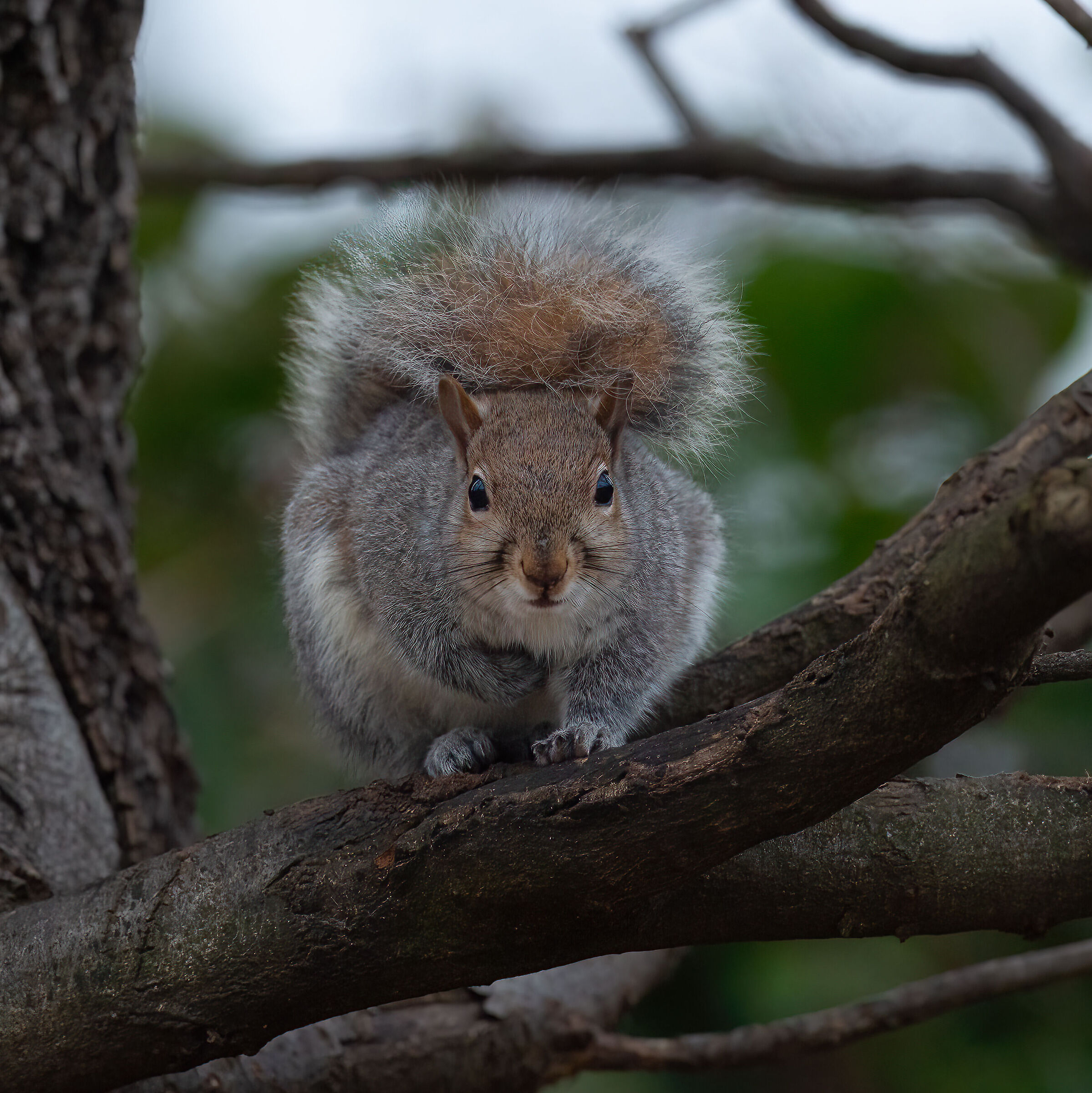 Scoiattolo Grigio - Turin