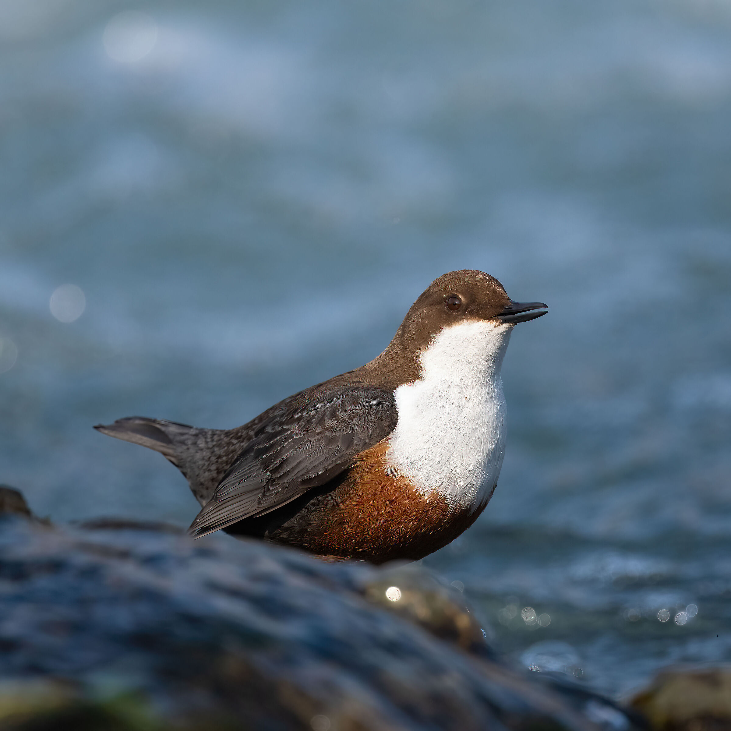 White-throated dipper