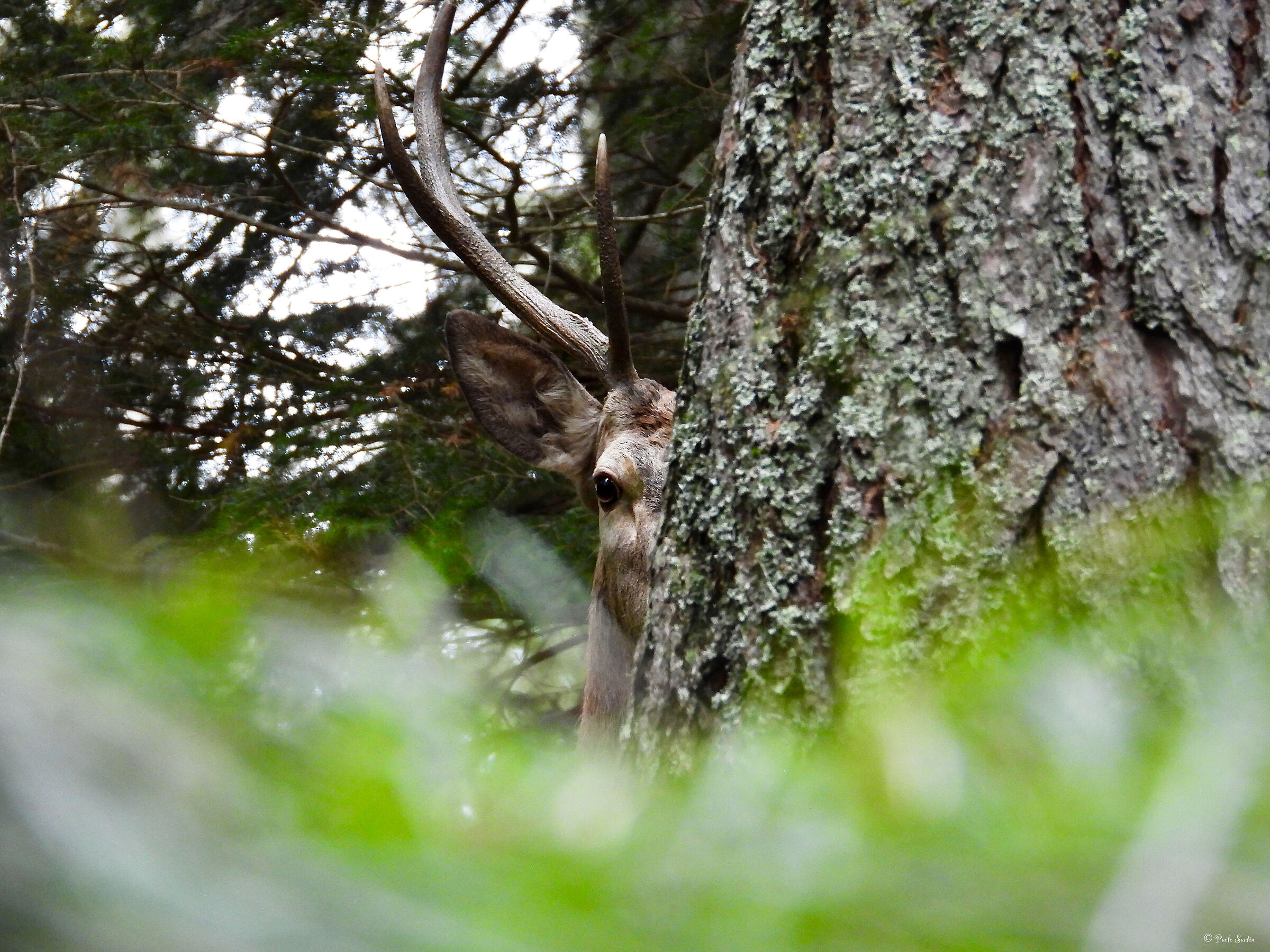 Stag noble. The Spy in the Woods ???