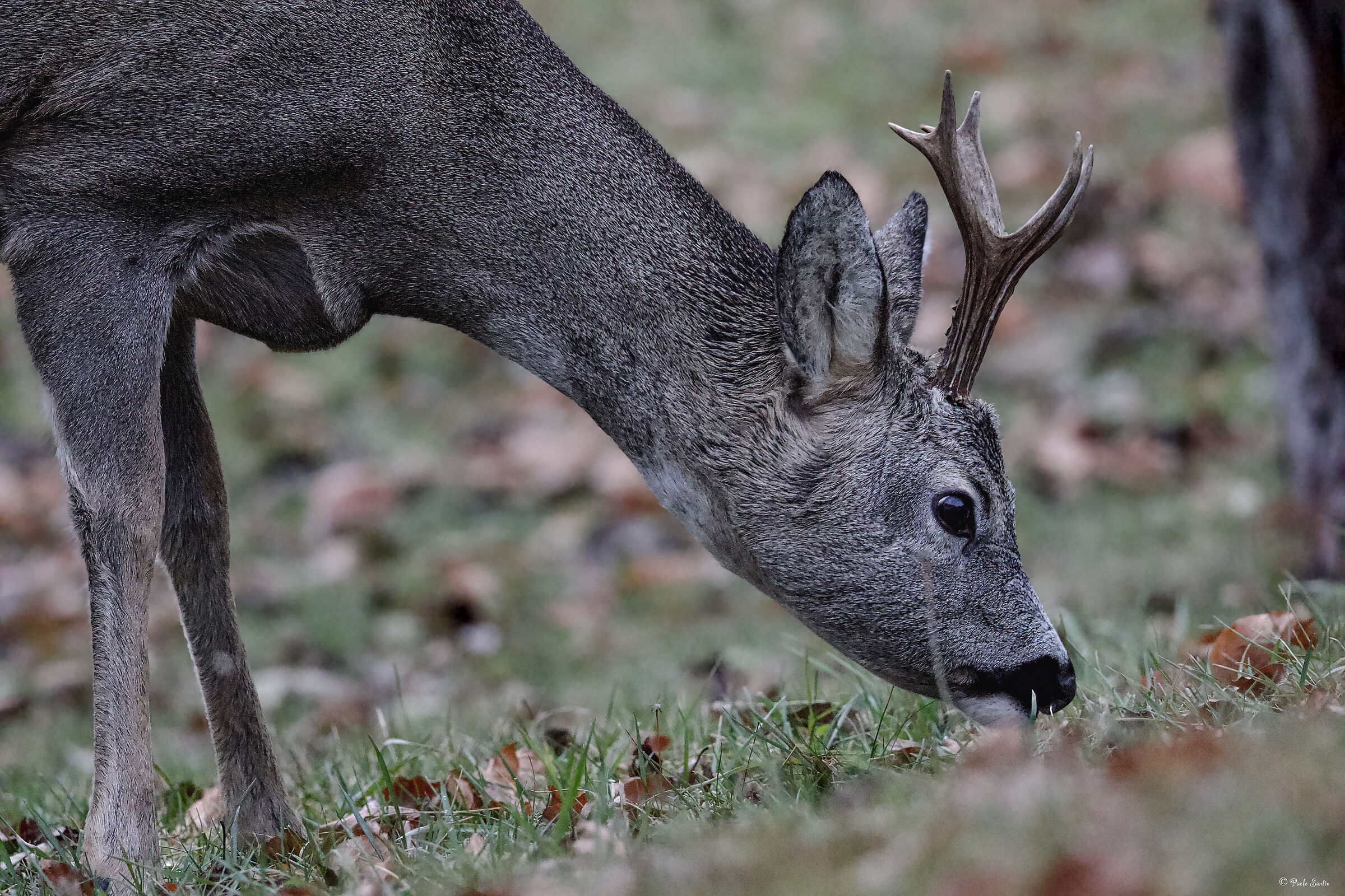 Roe deer in autumn