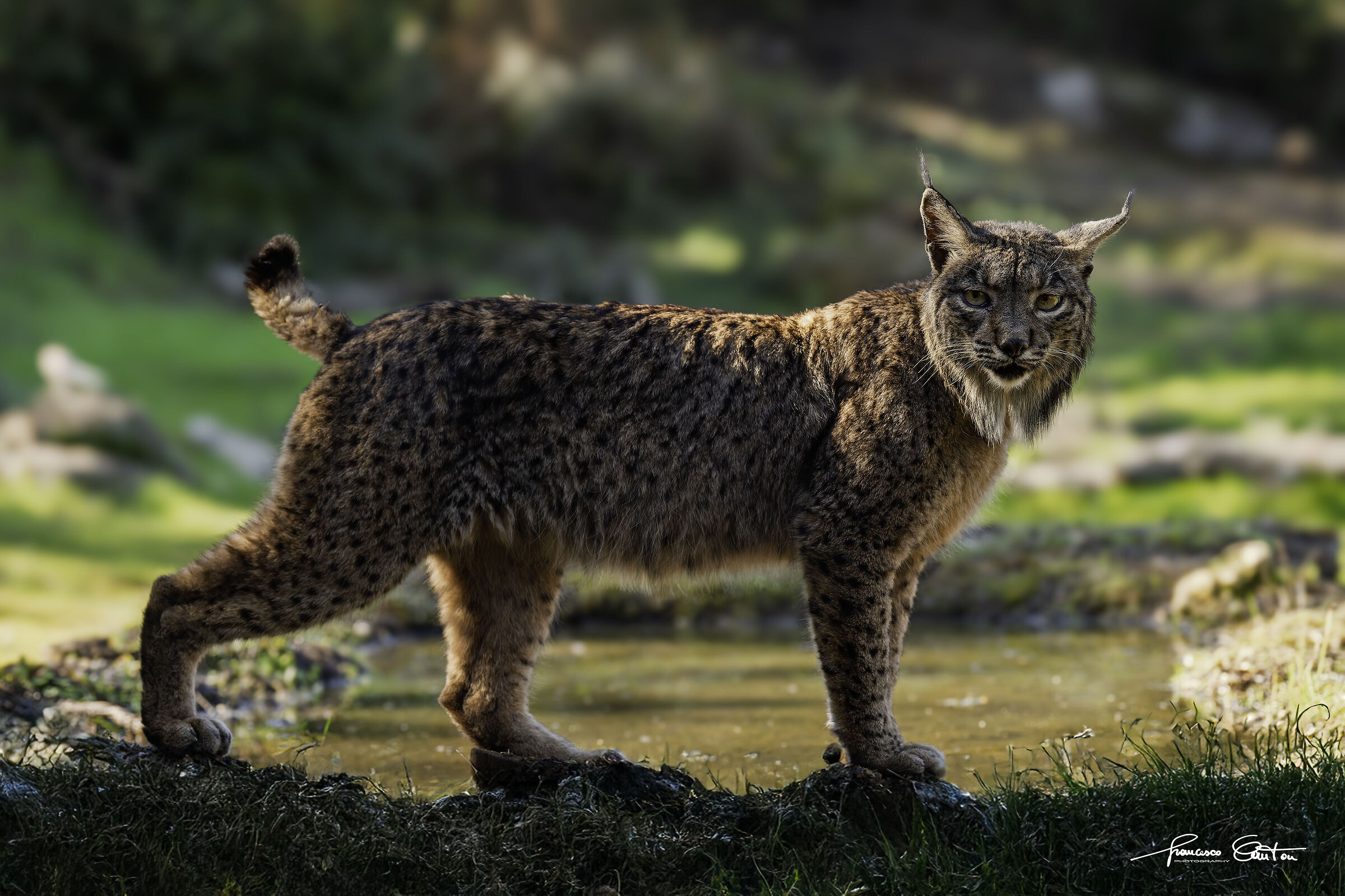 Lince Pardina