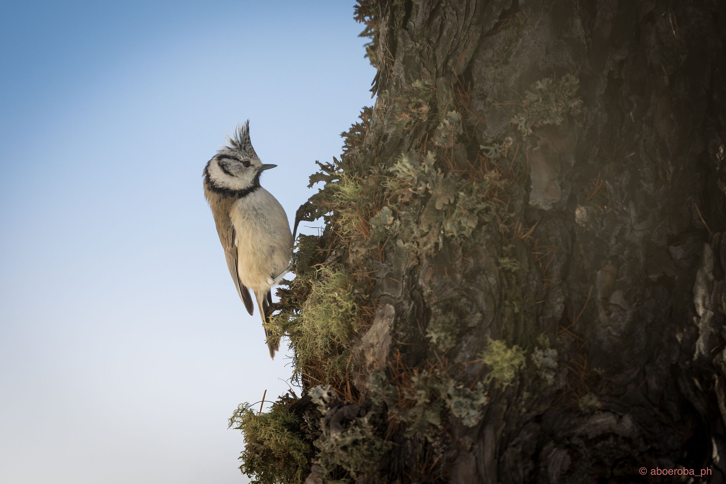 So much envy for his