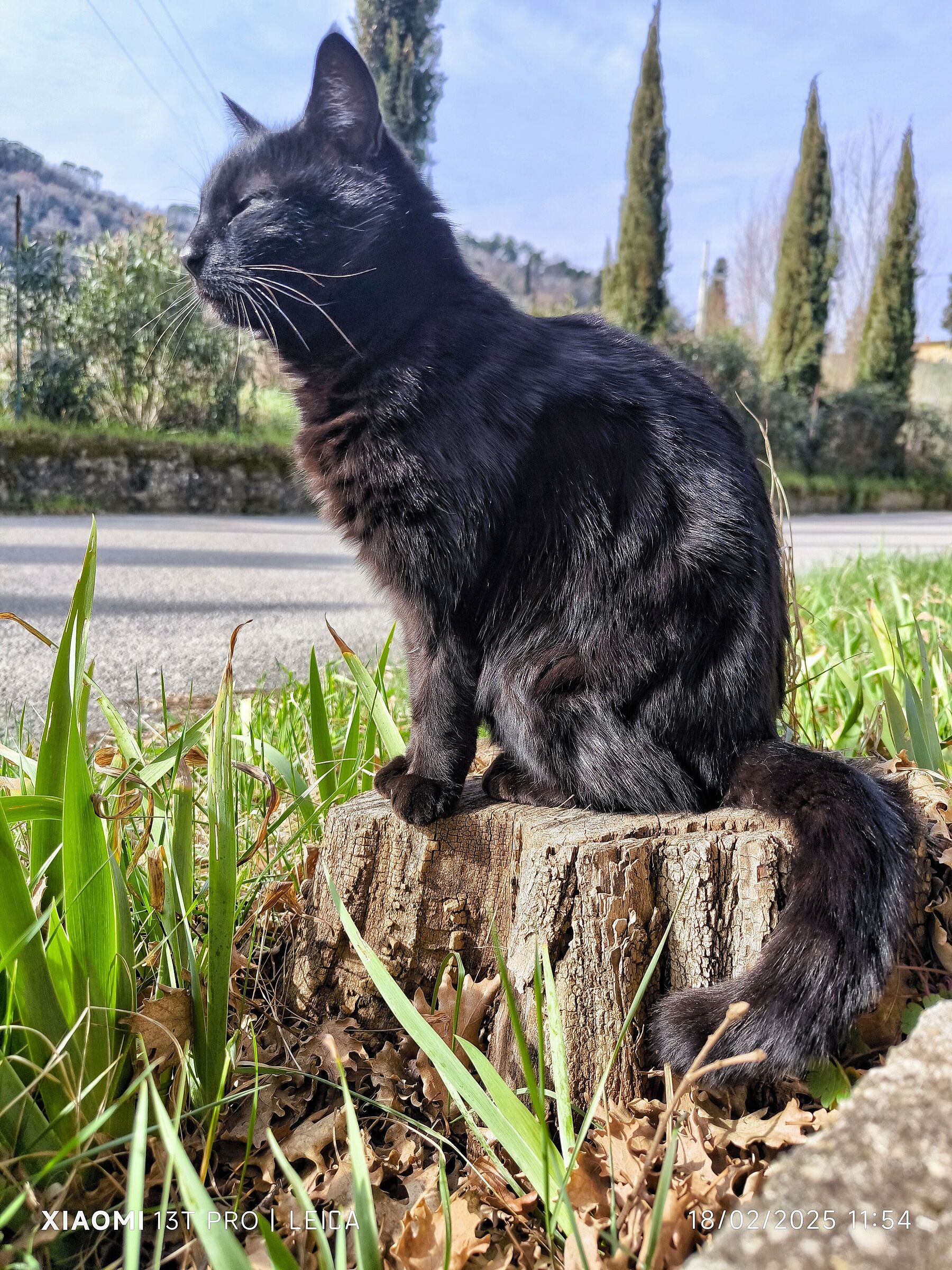 Gattooo nero