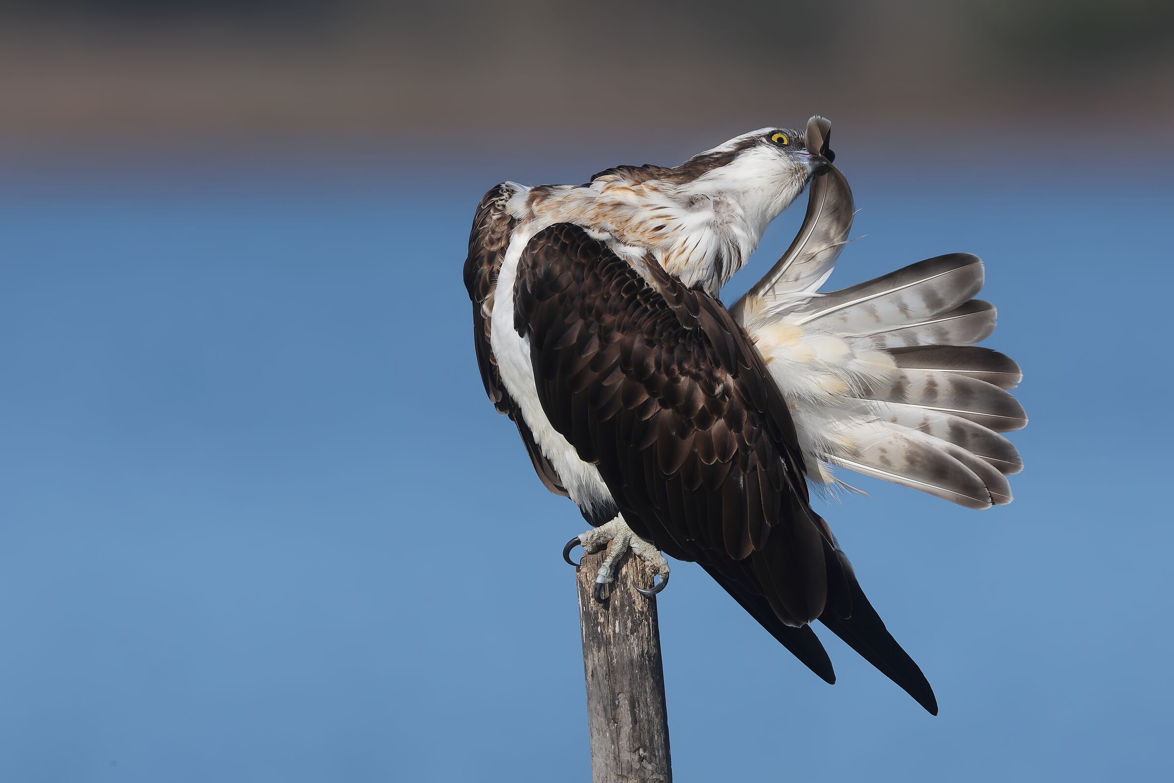 Una lisciatina alle piume