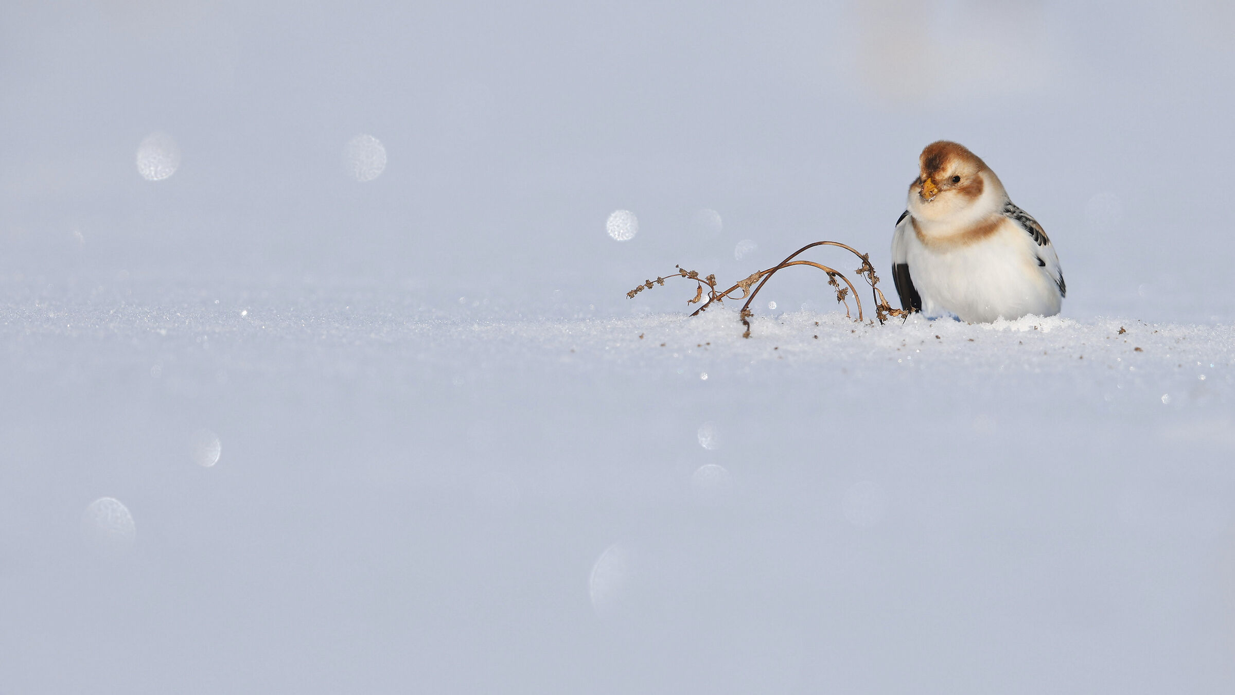 Plectrophenax nivalis