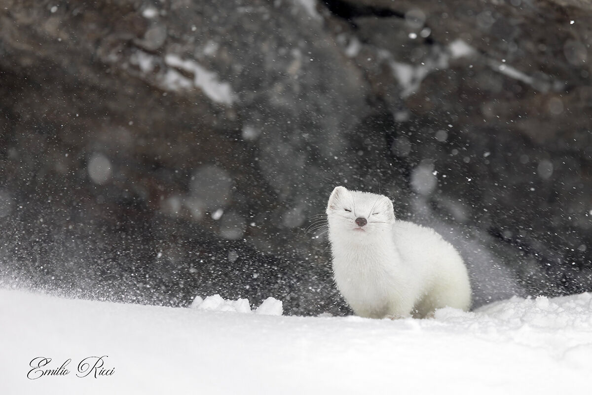 Ermine