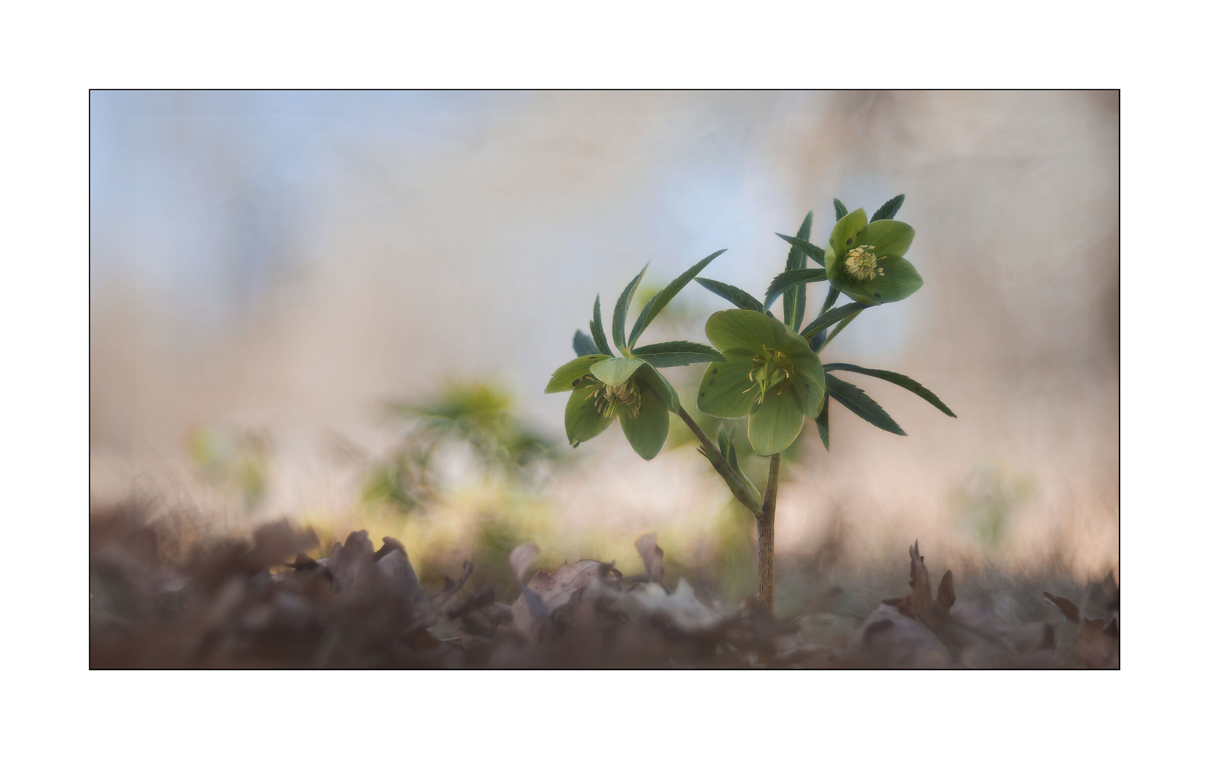 helleborus viridis
