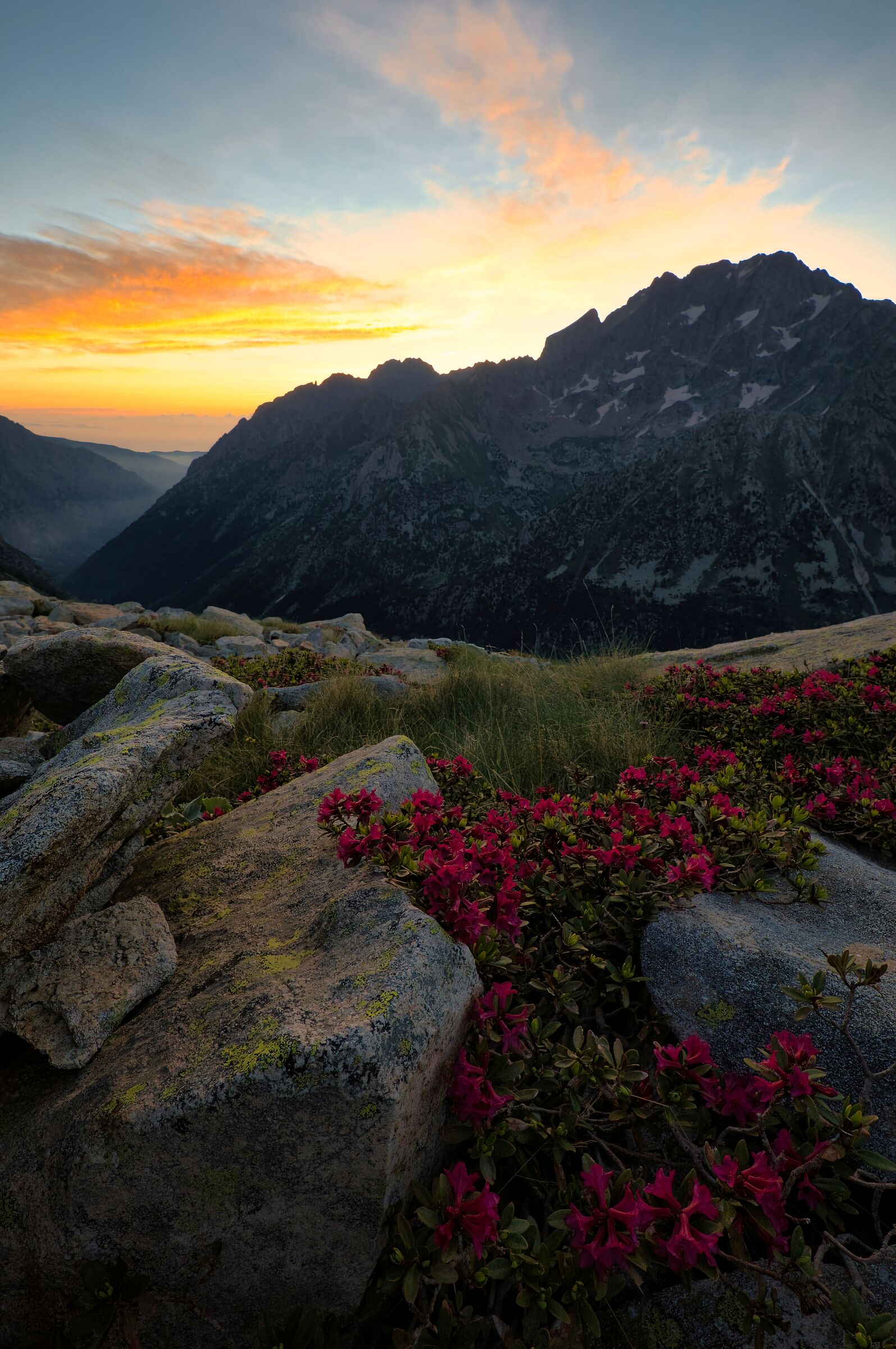 Rododendri e monte Argentera