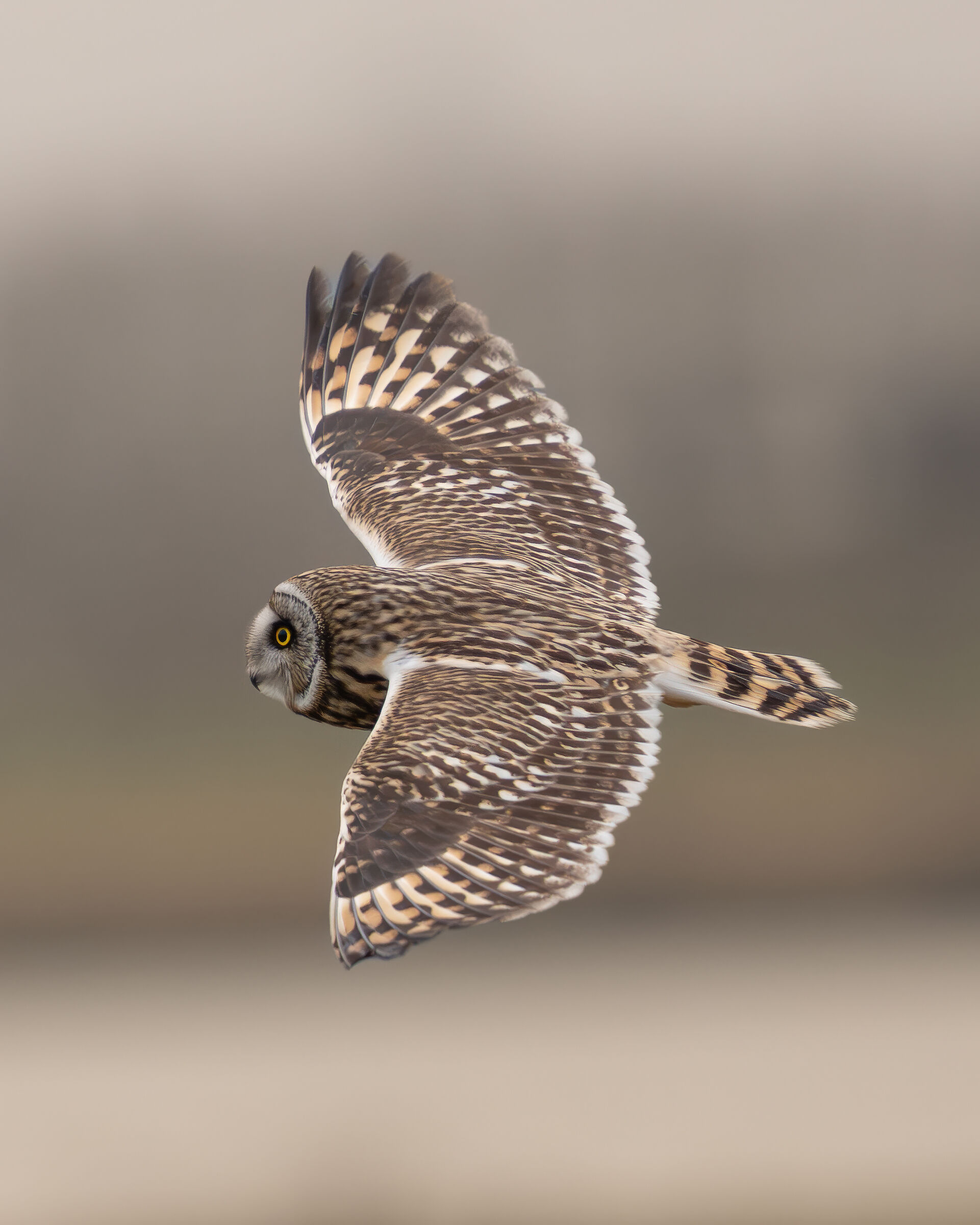 Swamp owl in flight